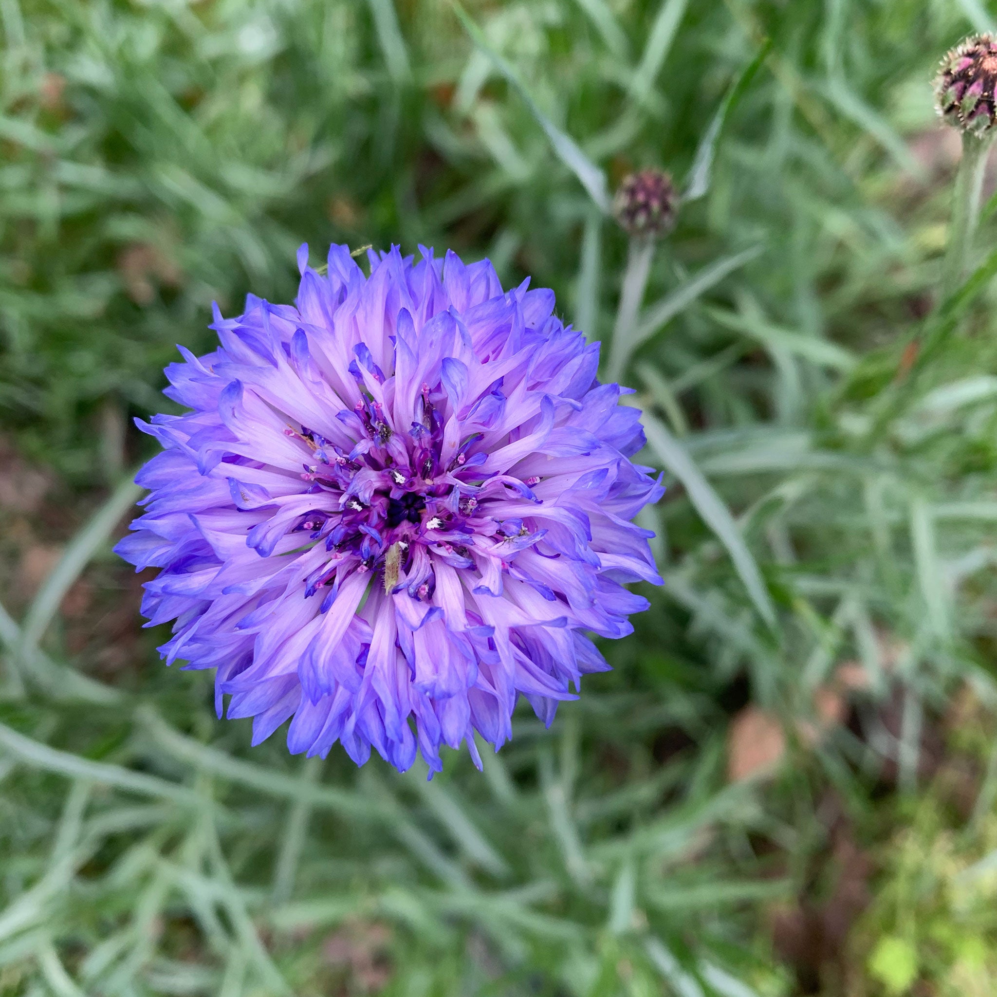 Cornflower Seeds - Dwarf Blue