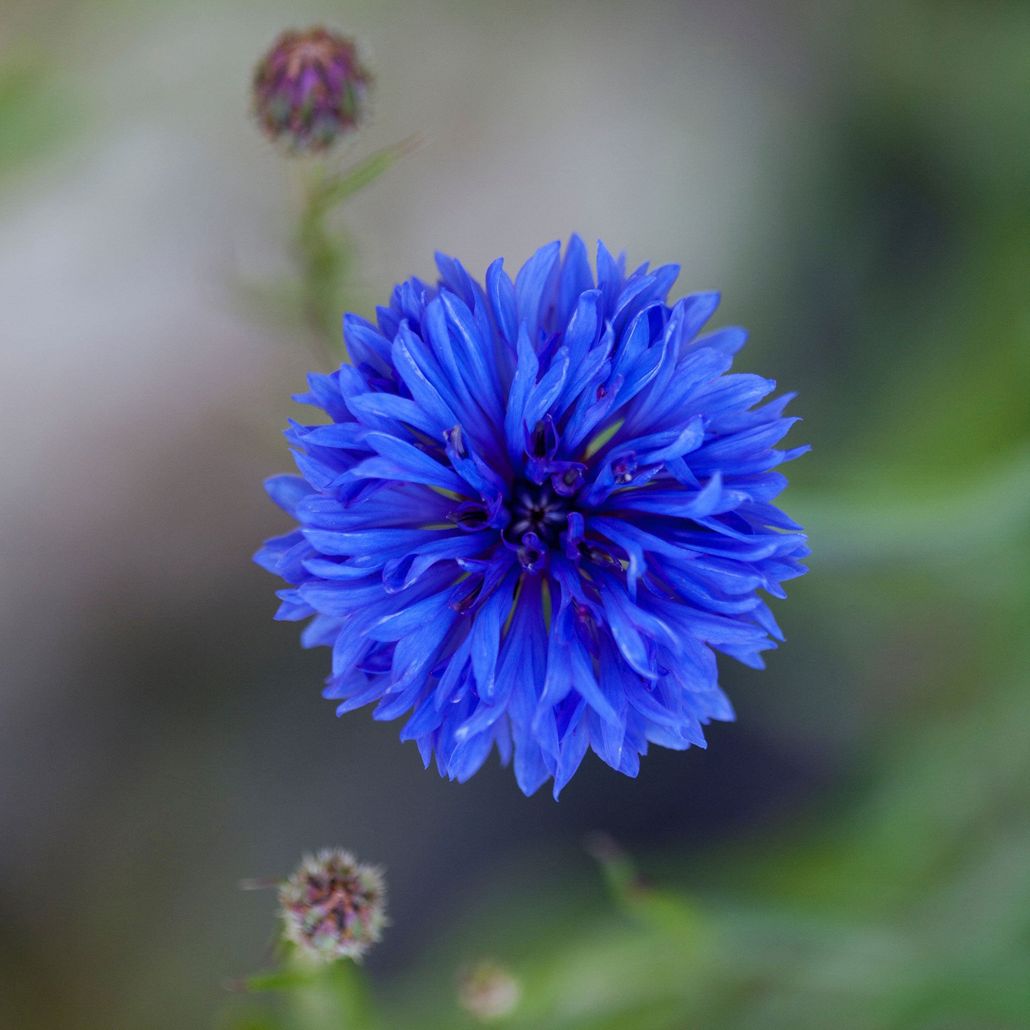 Cornflower Seeds - Dwarf Blue