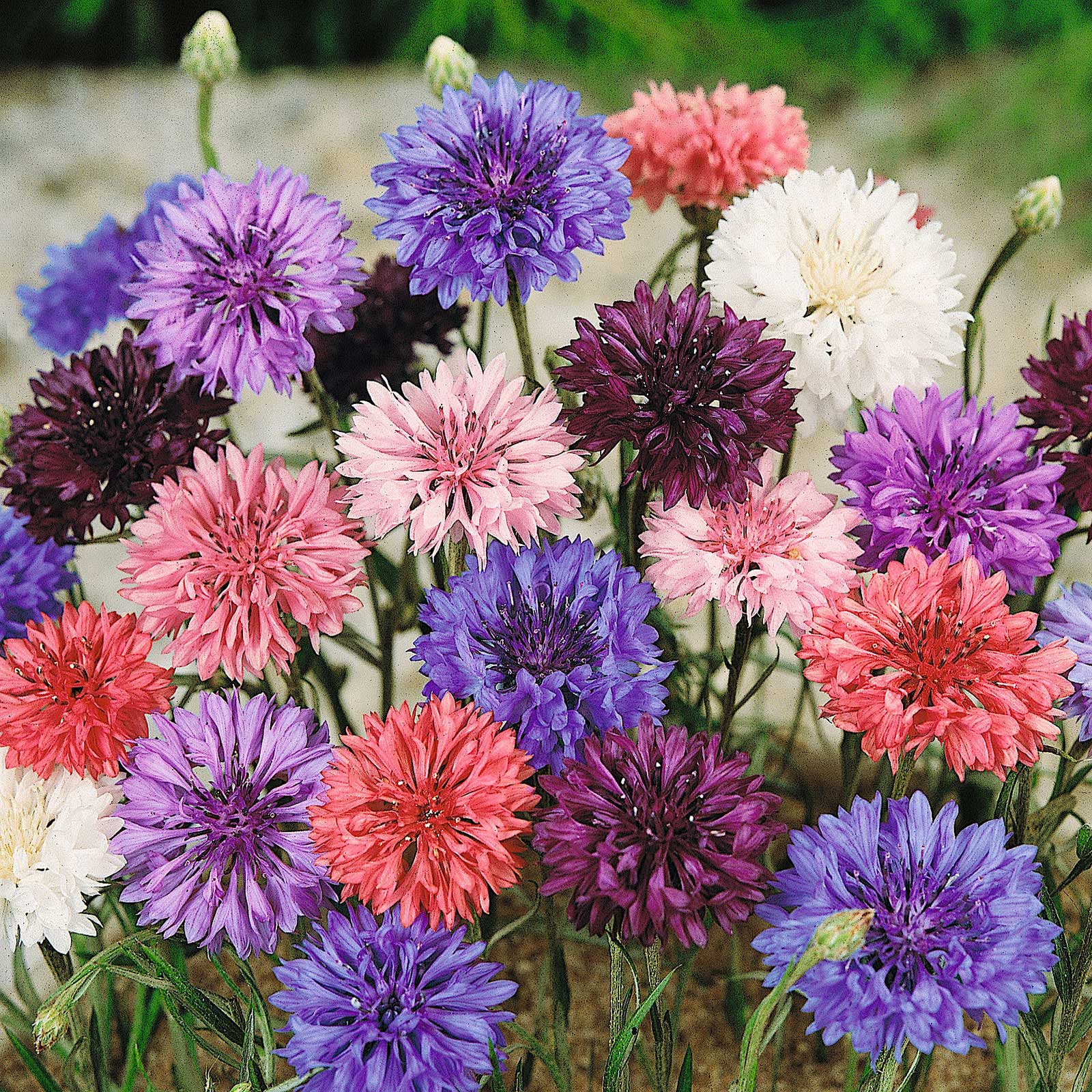 Cornflower Seeds - Dwarf Mix