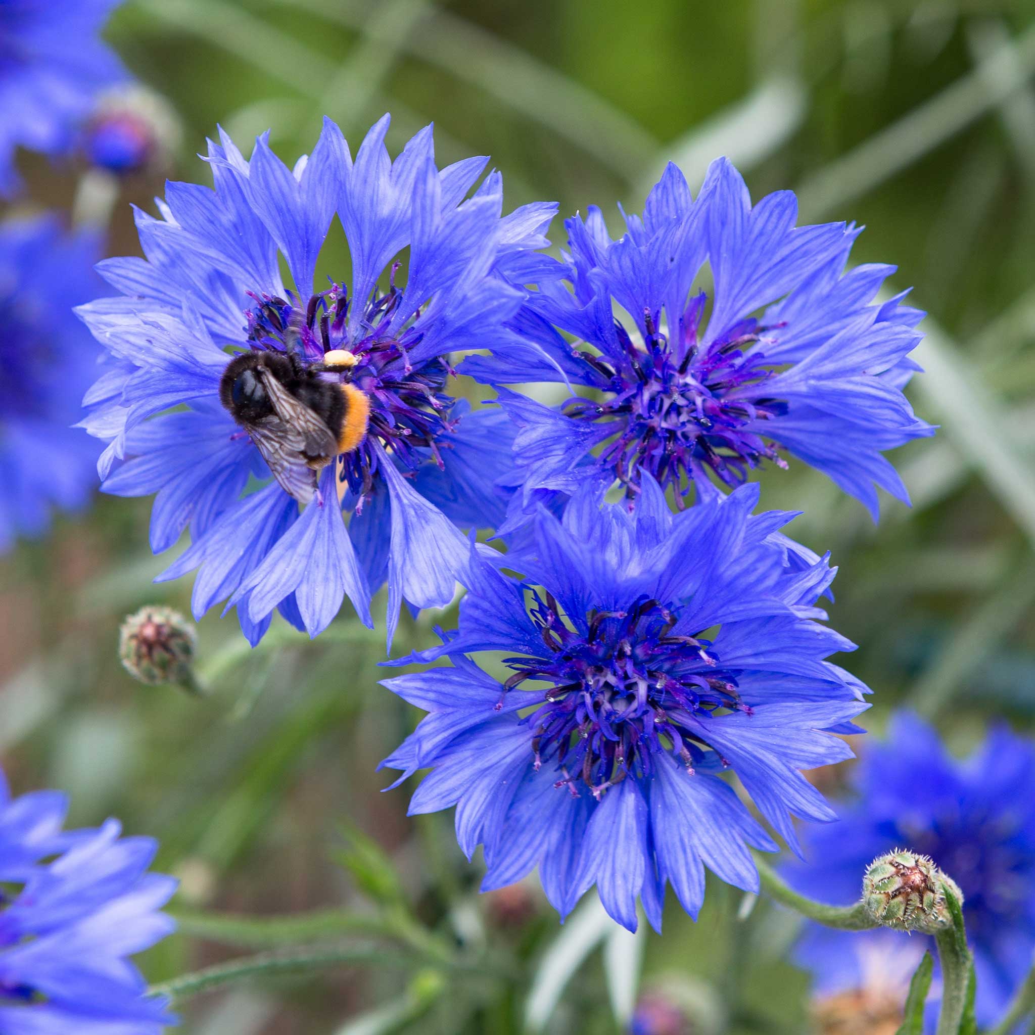 Cornflower Seeds - Early Victory