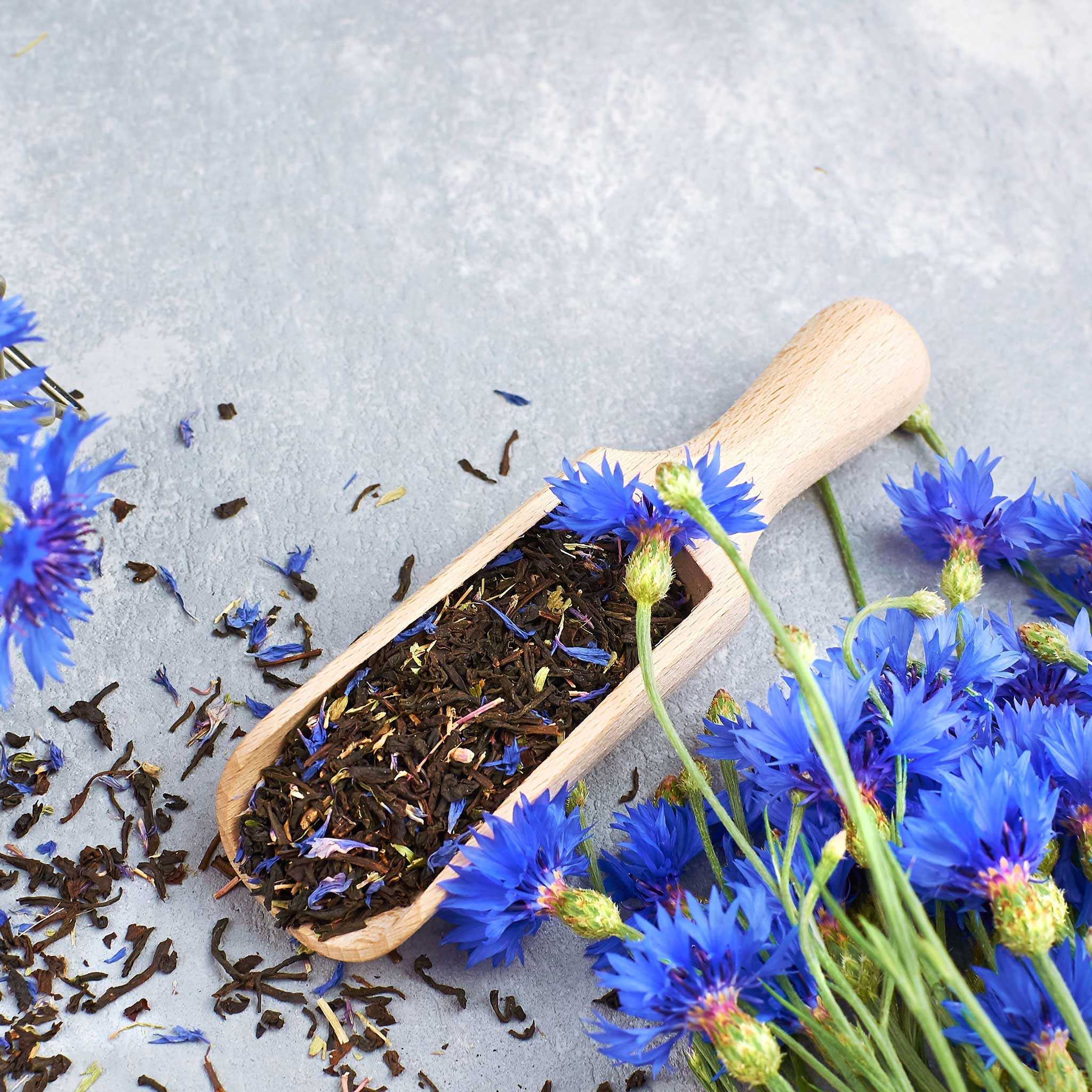 Cornflower Seeds - Early Victory