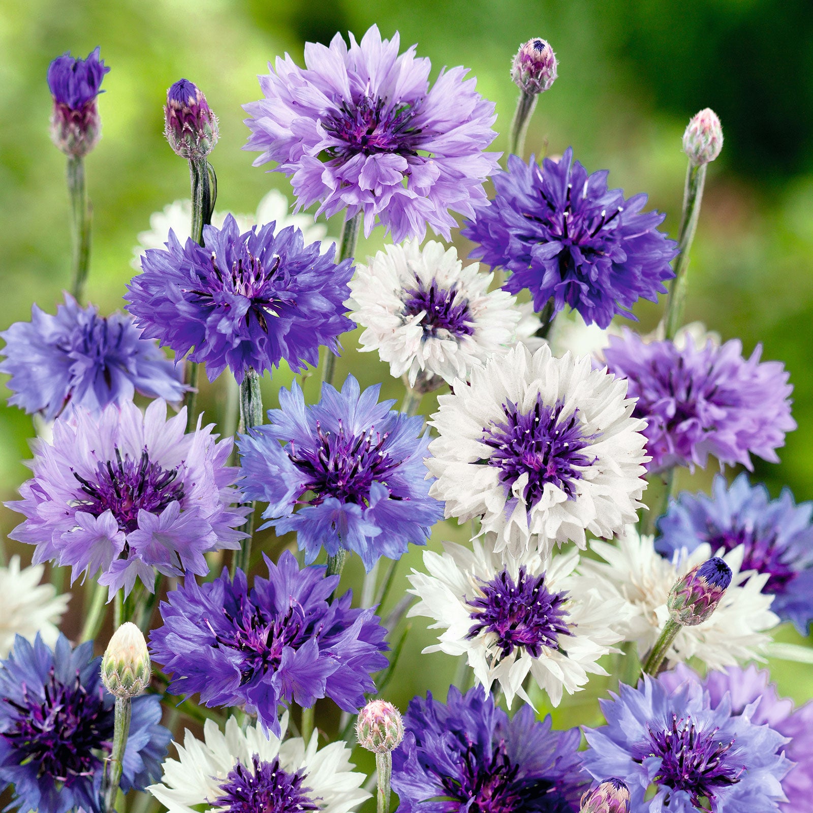 Cornflower Seeds - Fantastic Mix