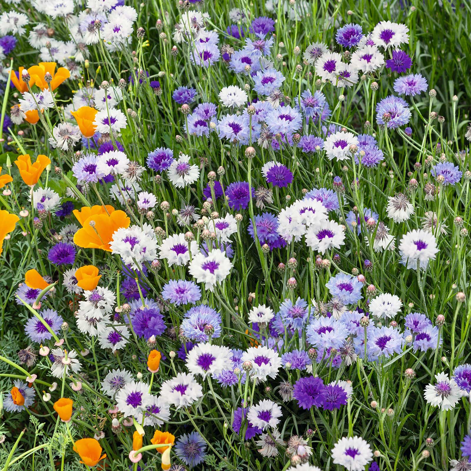 Cornflower Seeds - Fantastic Mix