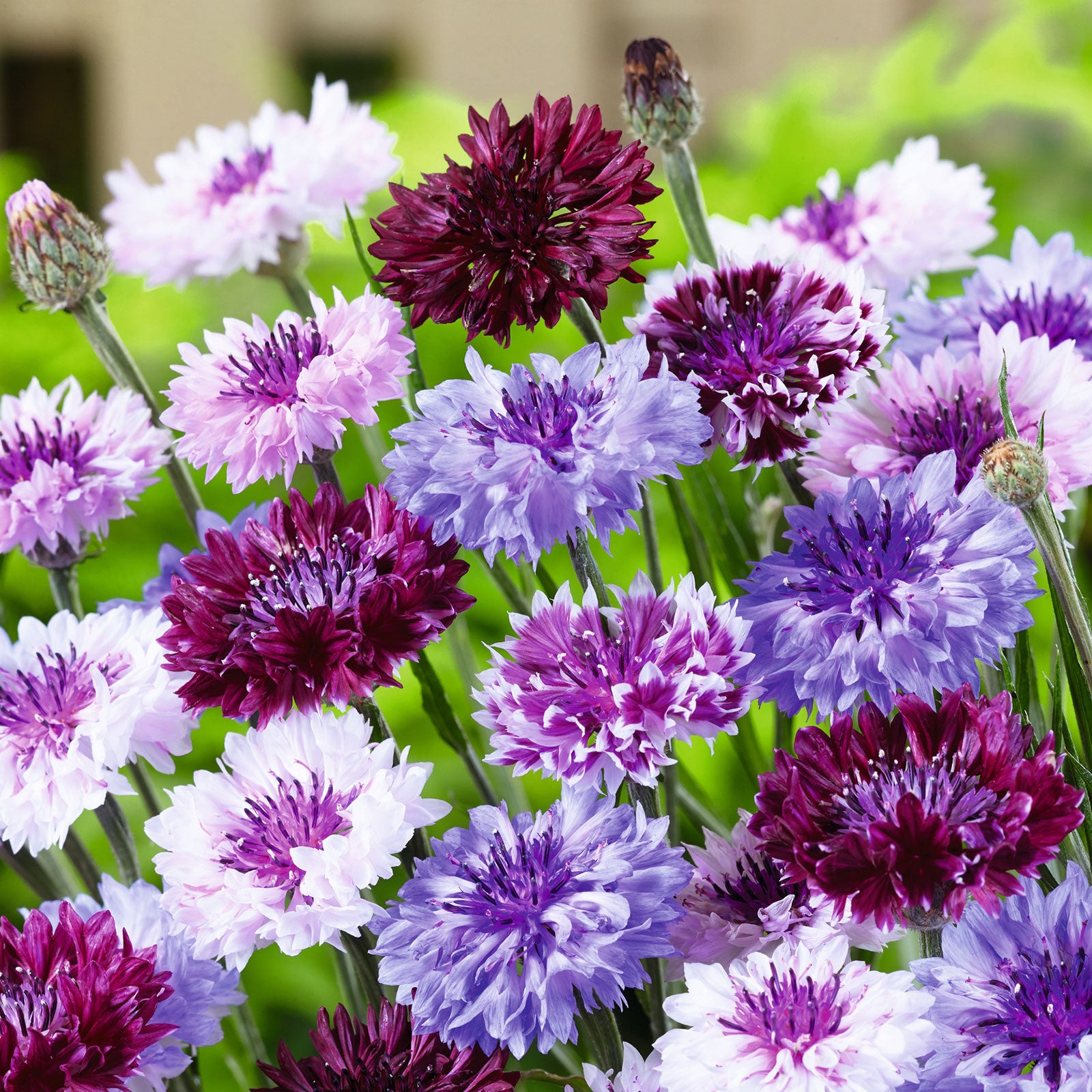 Cornflower Seeds - Frosty Mix