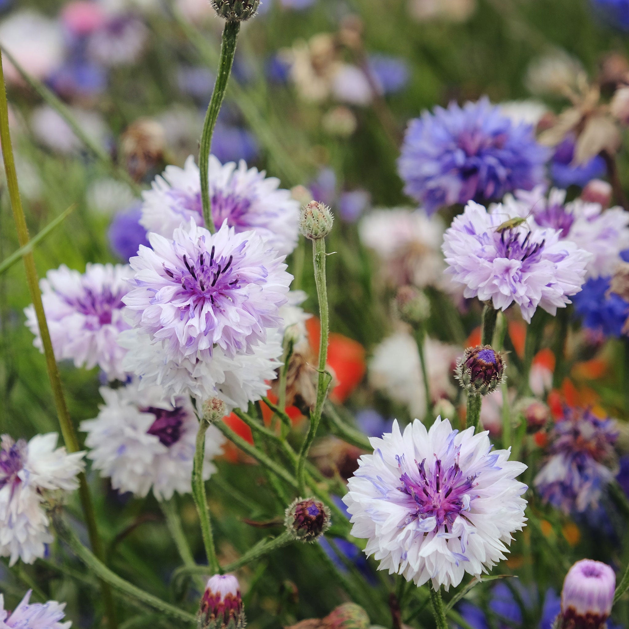 Cornflower Seeds - Frosty Mix