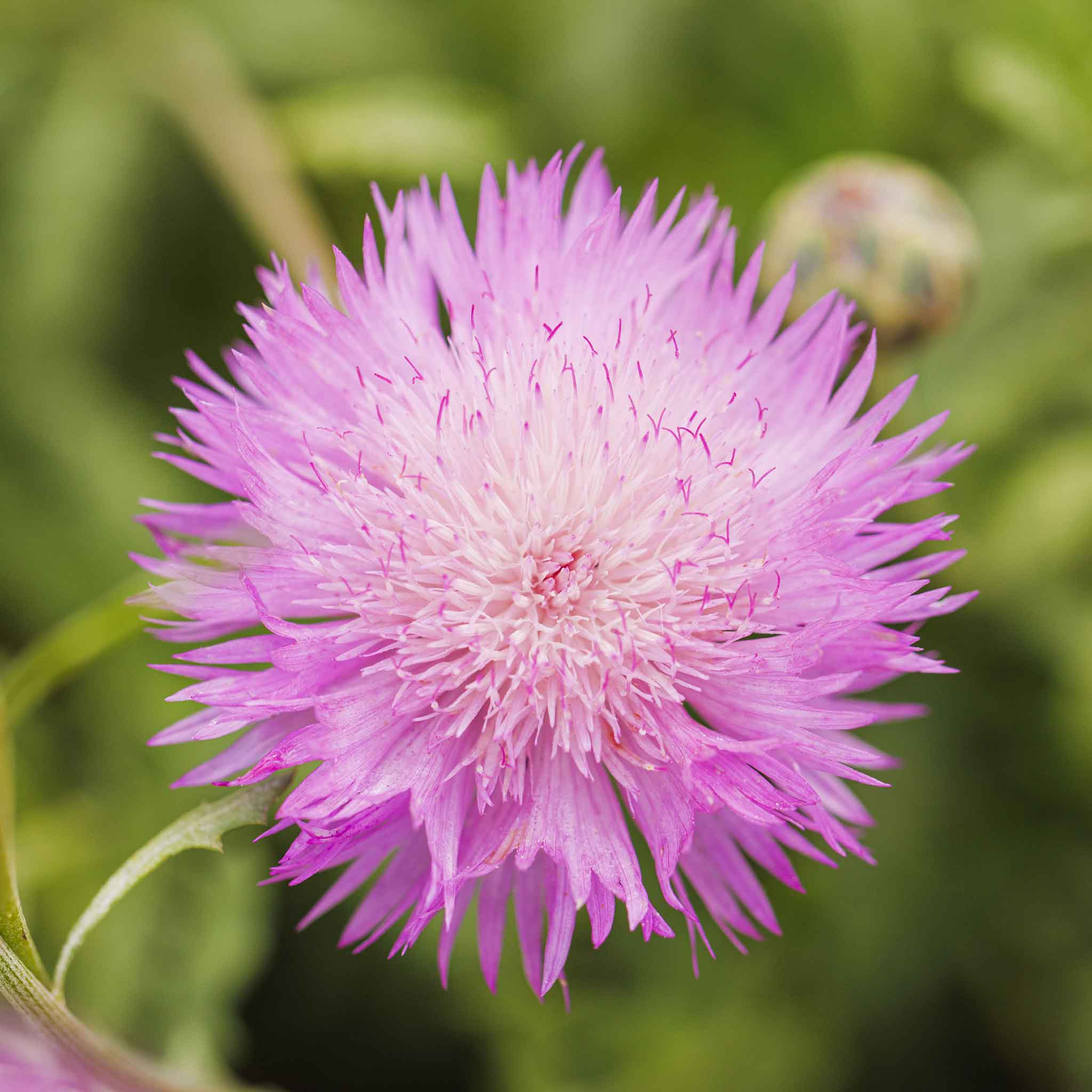 Cornflower Seeds - Imperialis Mix