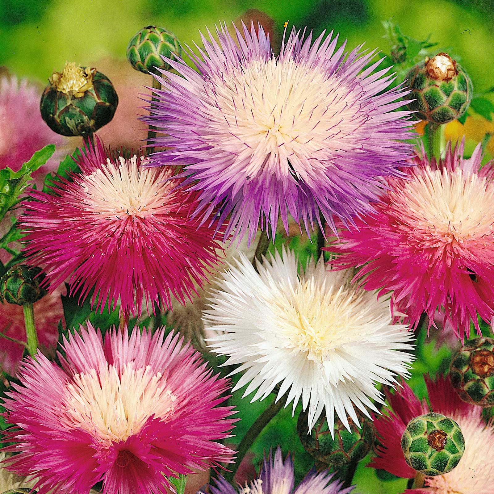 Cornflower Seeds - Imperialis Mix