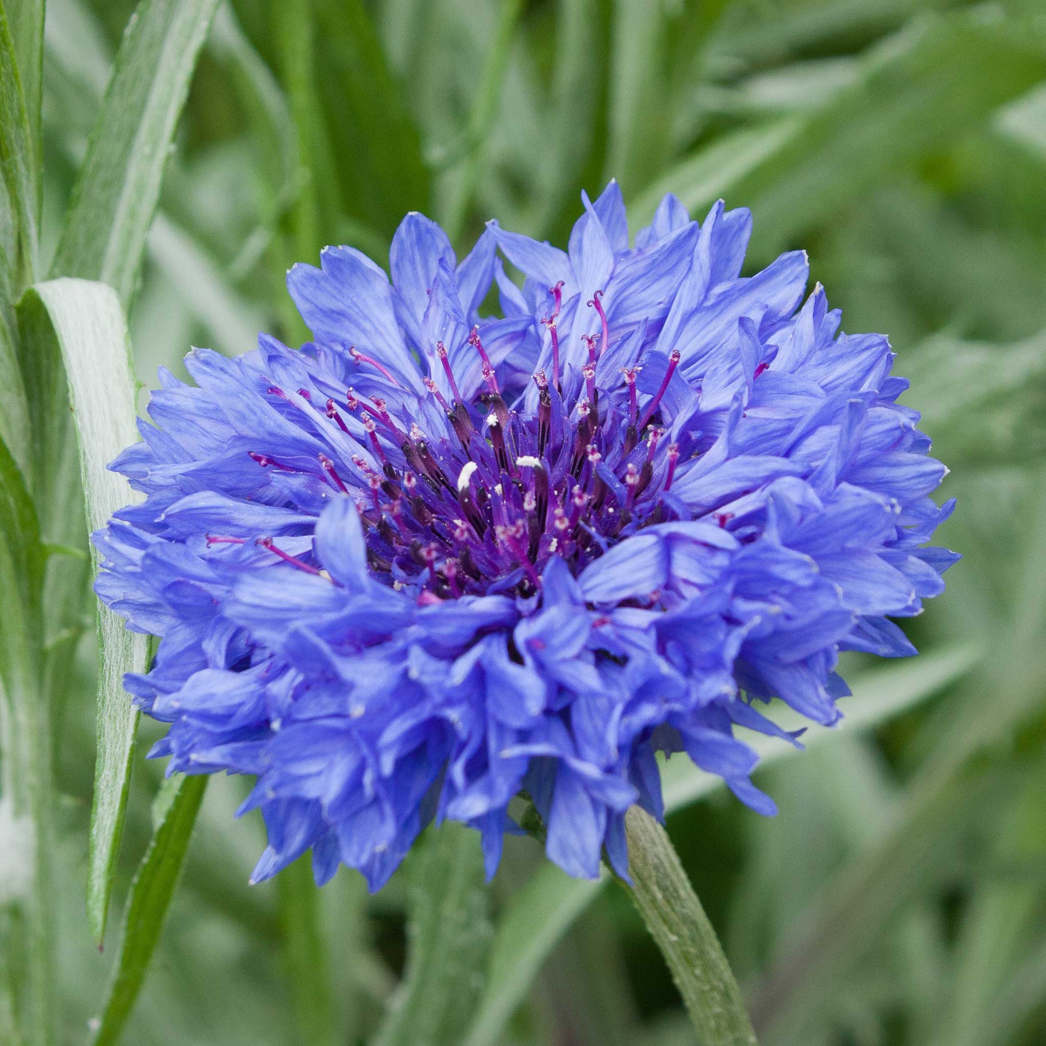 Organic Cornflower Seeds - Jubilee Gem