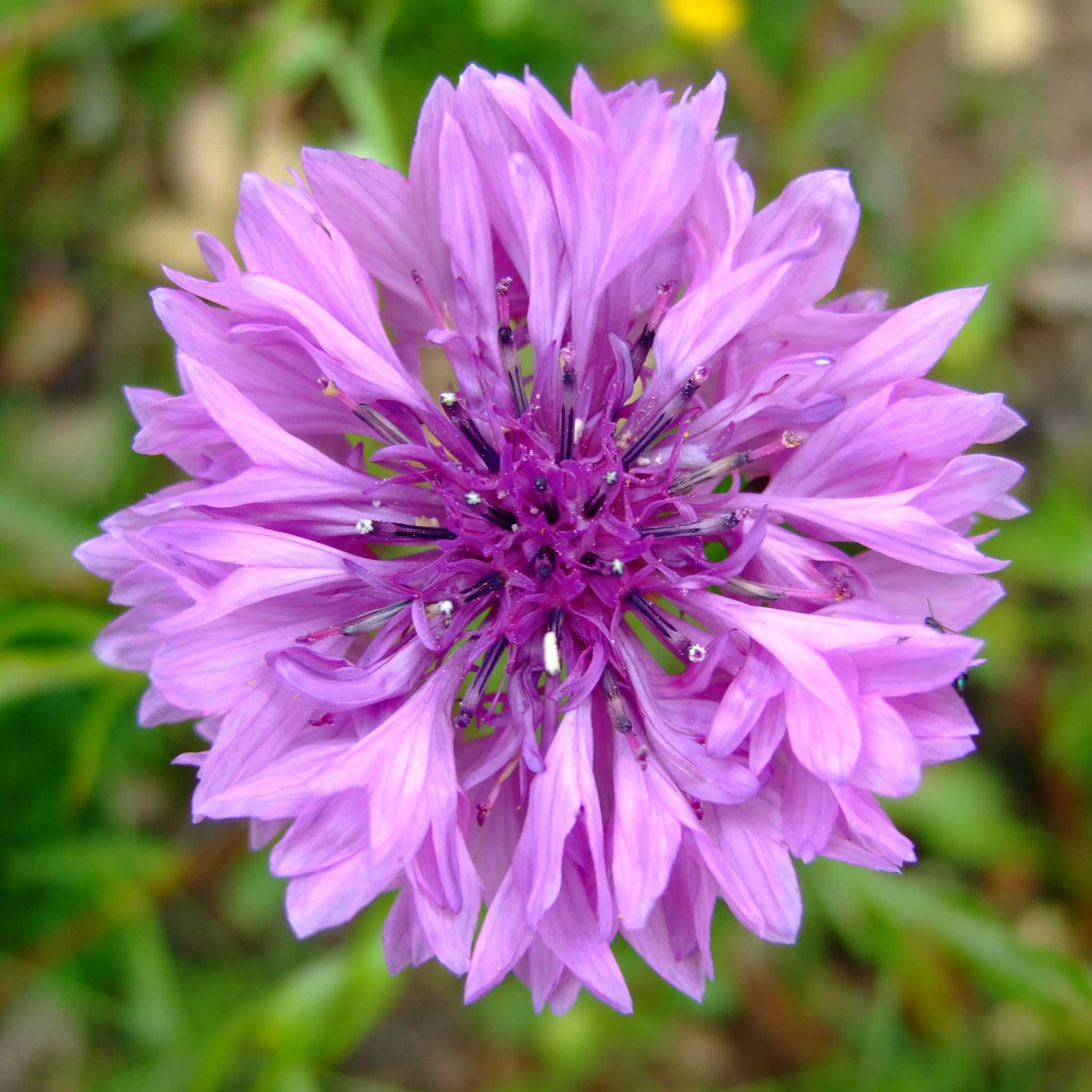 Cornflower Seeds - Mauve