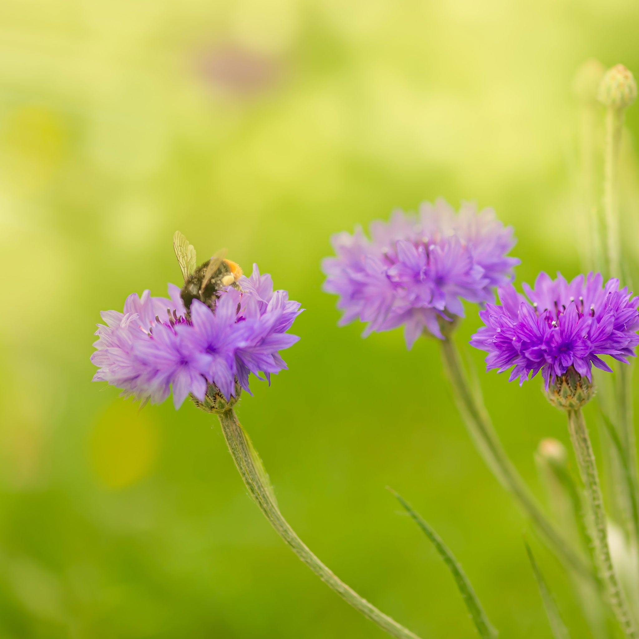 Cornflower Seeds - Mauve