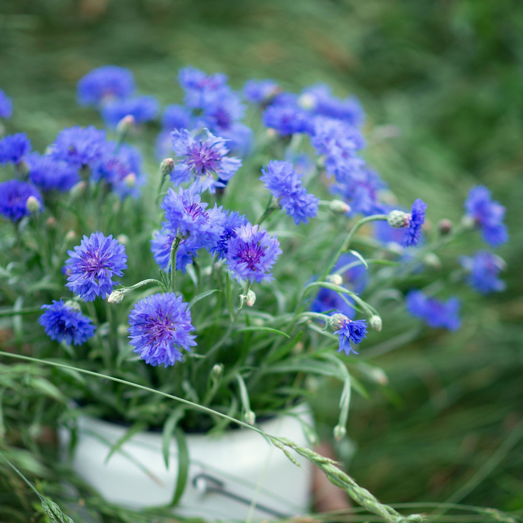 Cornflower Seeds - Tall Blue