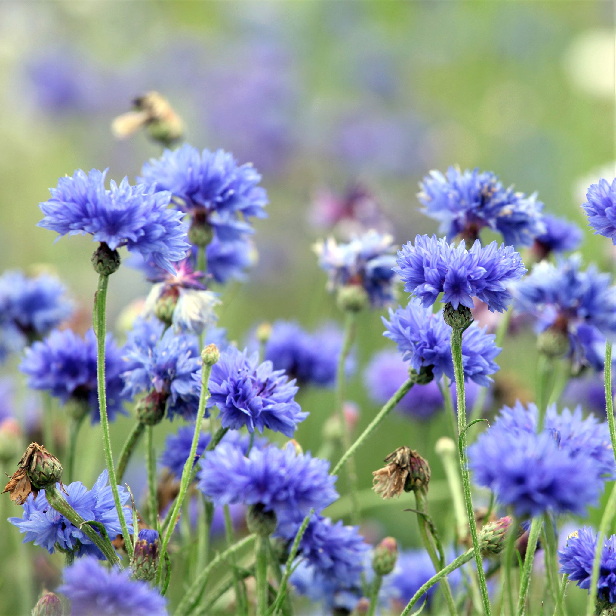 Cornflower Seeds - Tall Blue