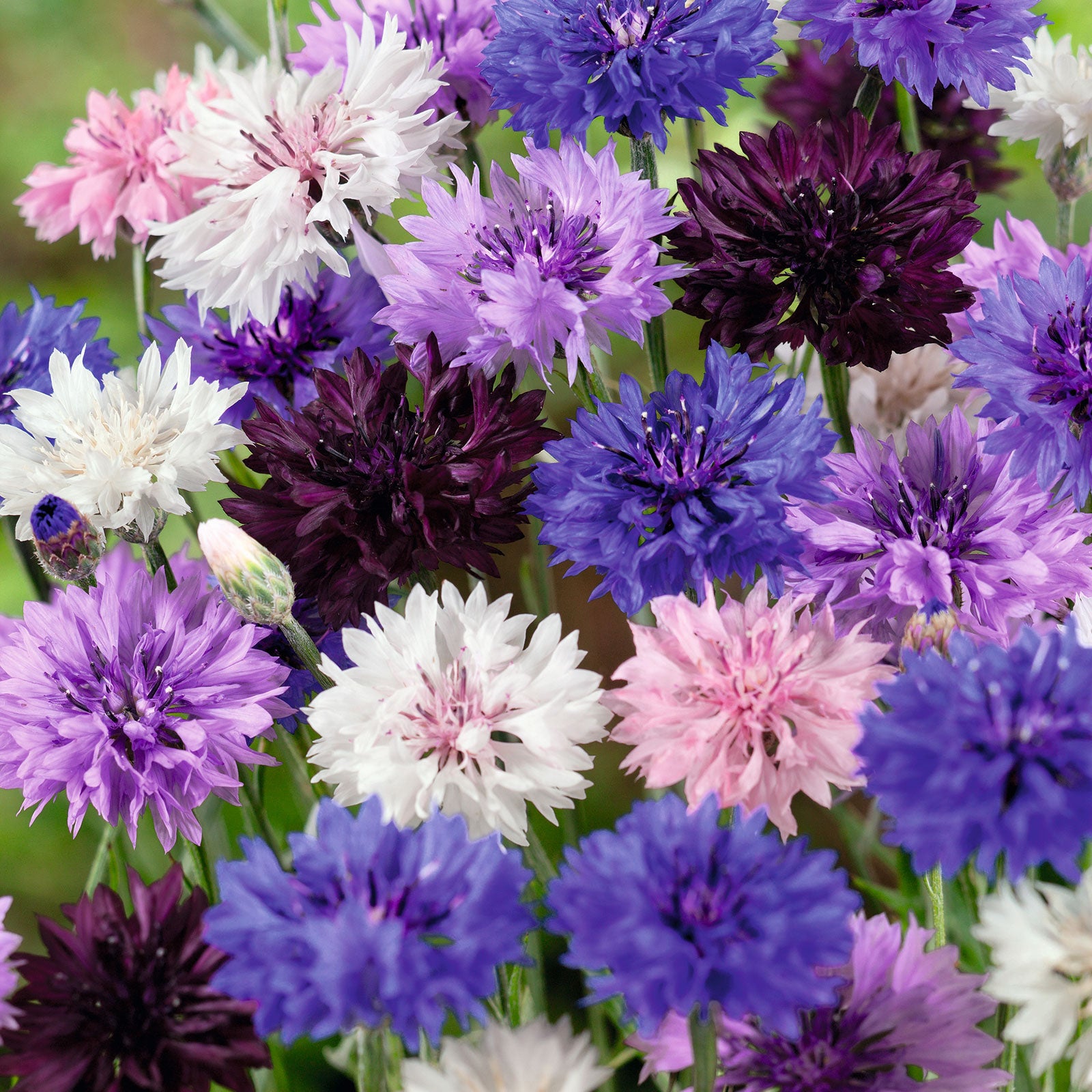 Cornflower Seeds - Tall Mix