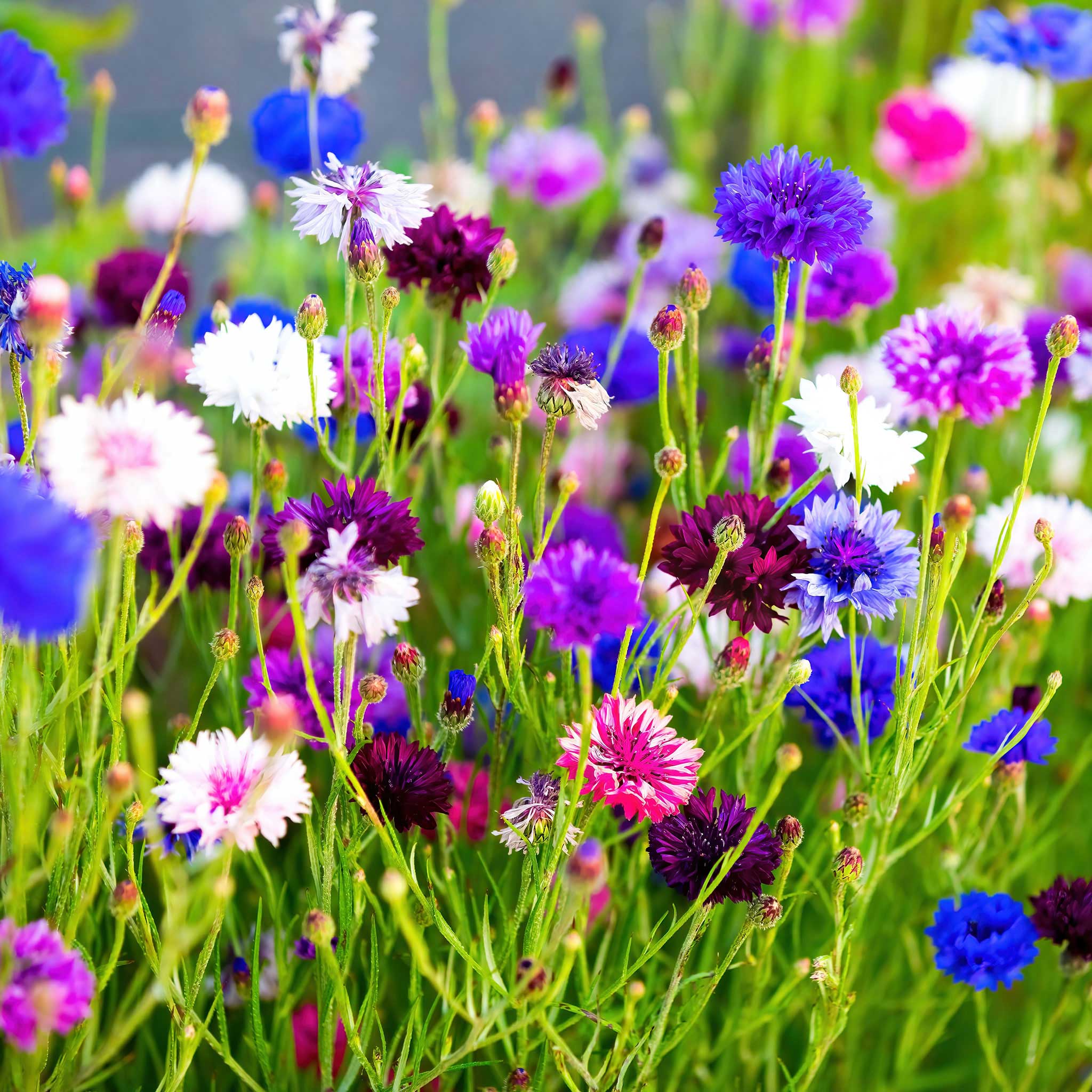 Cornflower Seeds - Tall Mix