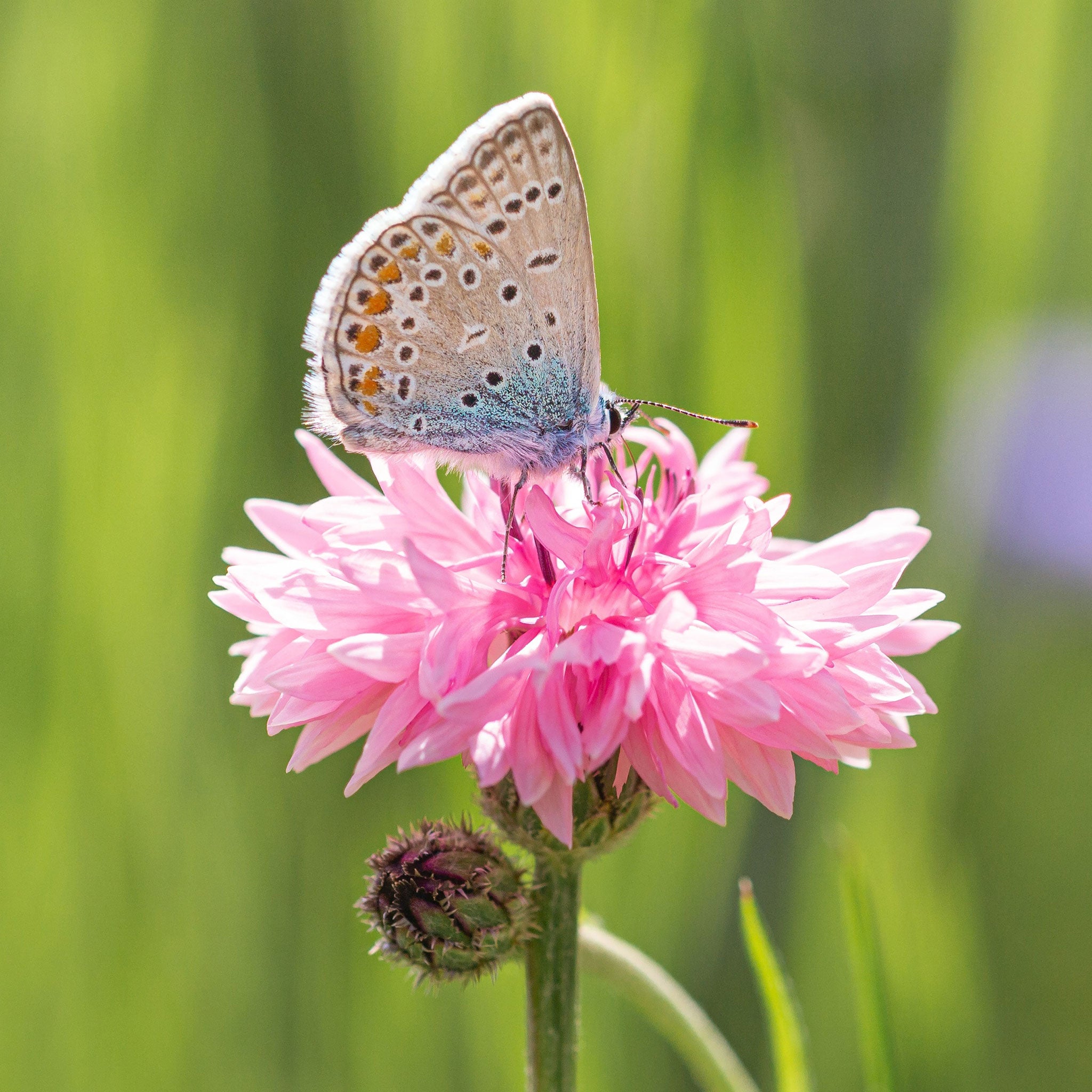 Cornflower Seeds - Tall Pink