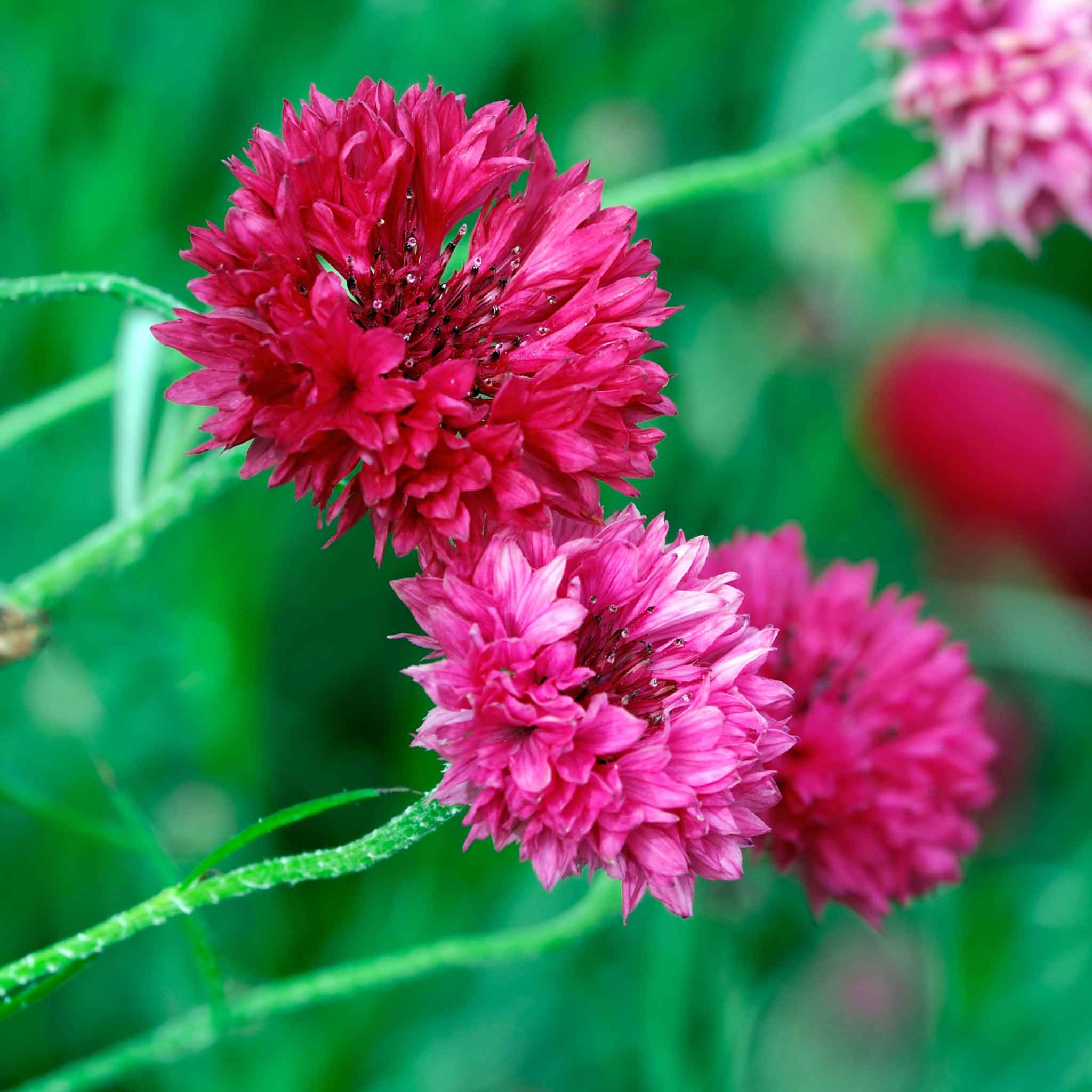 Cornflower Seeds - Tall Red