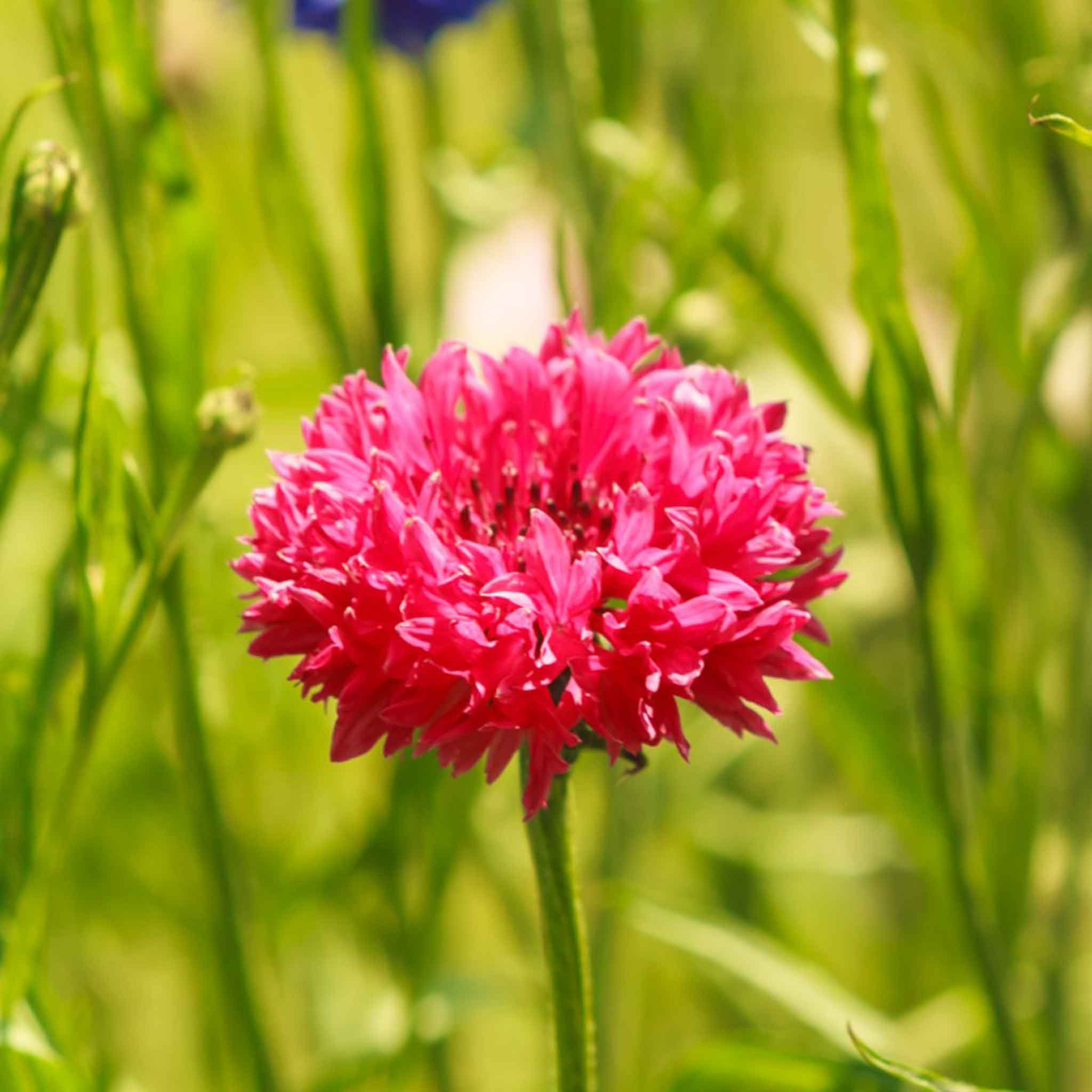 Cornflower Seeds - Tall Red