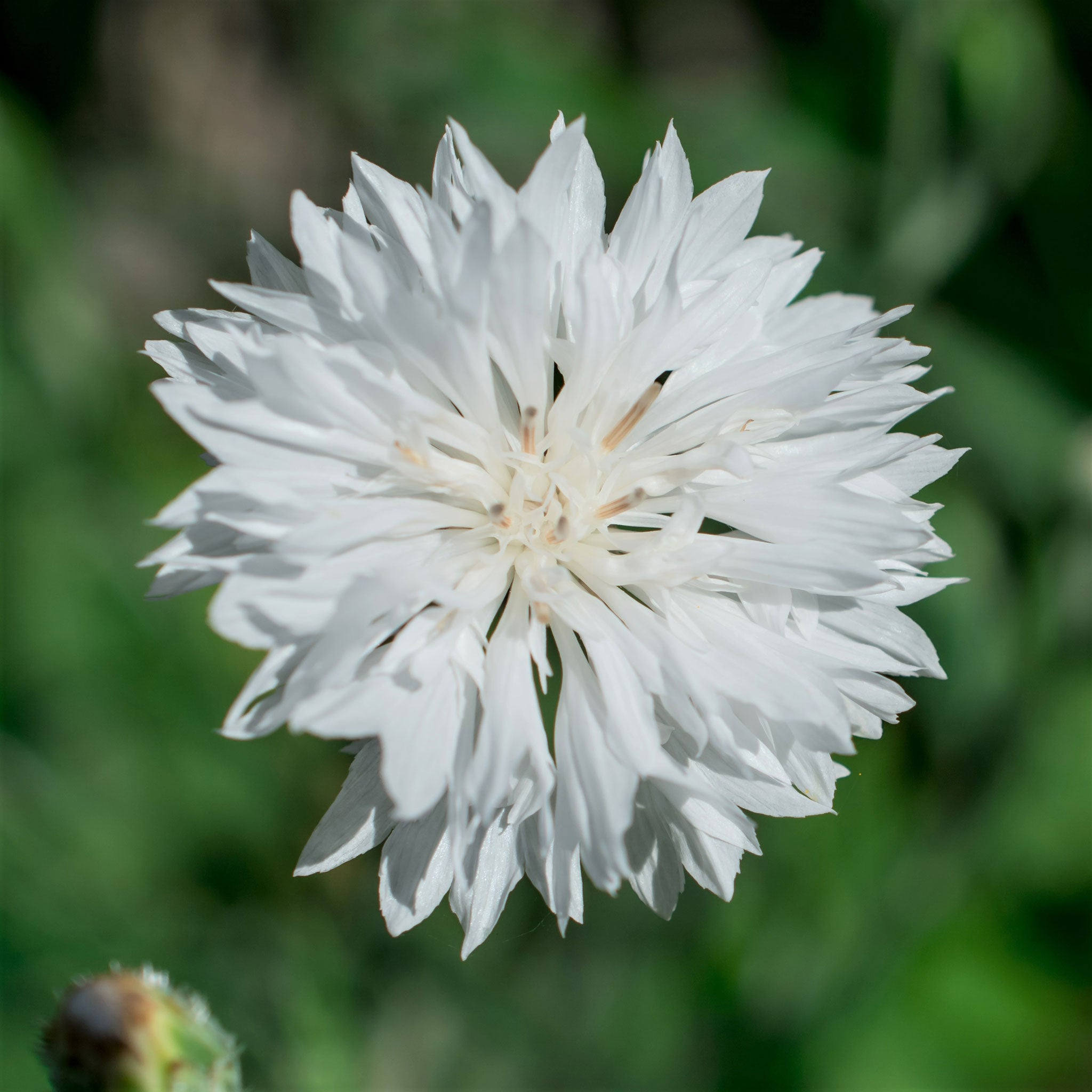 Cornflower Seeds - Tall White