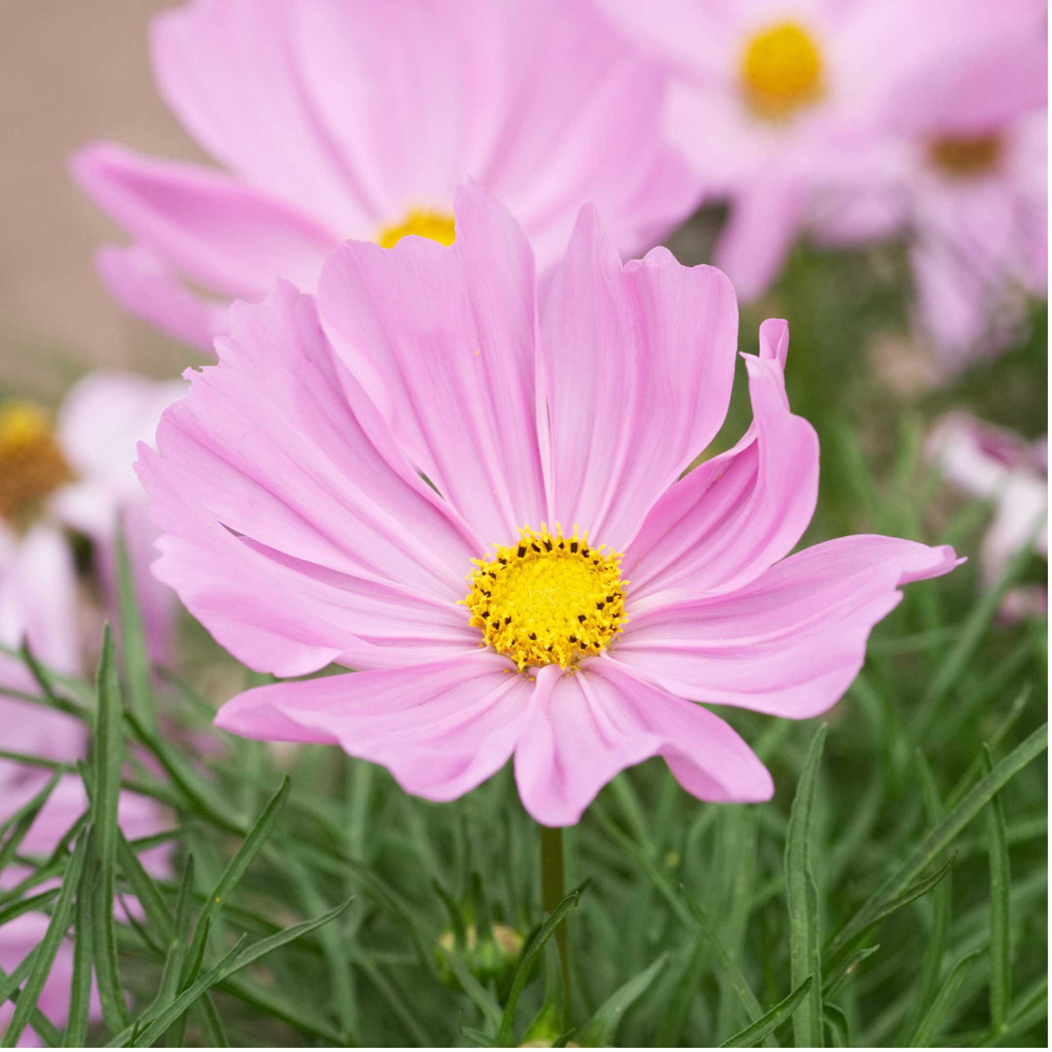 Cosmos Seeds - Apollo Lovesong