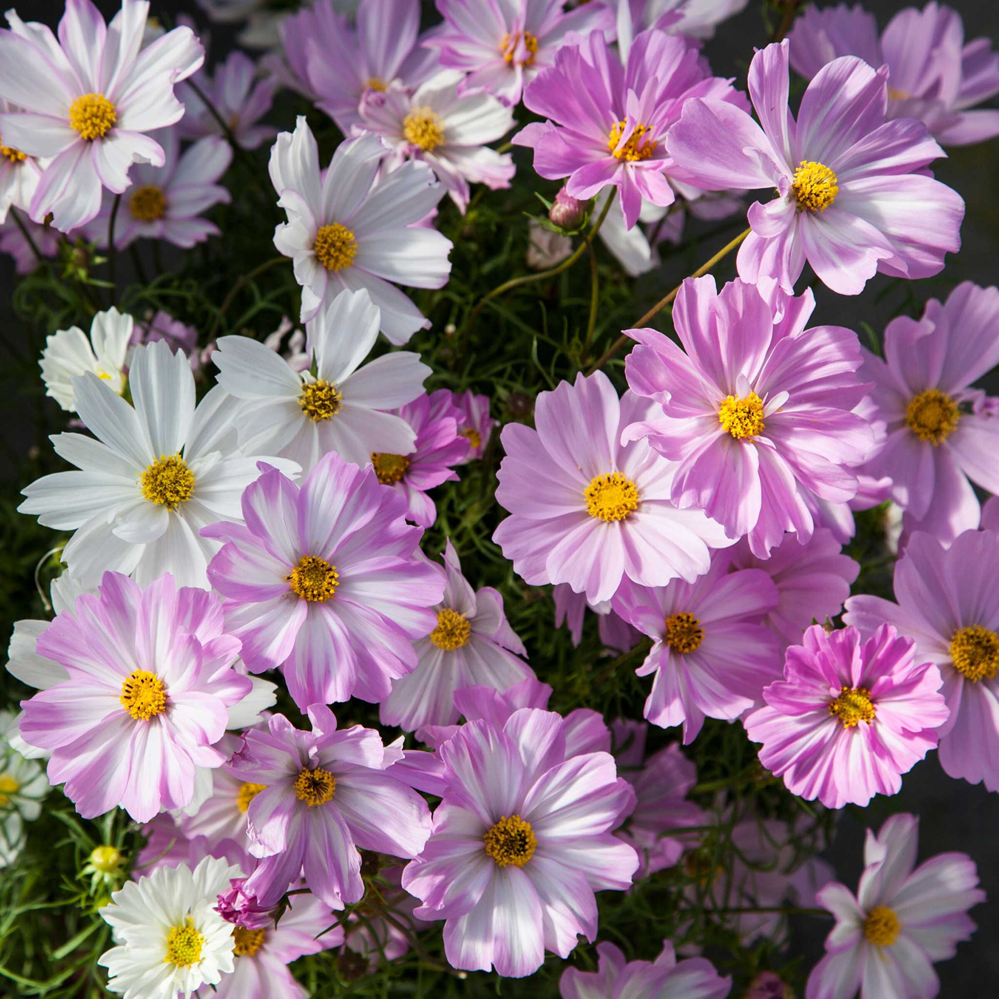 Cosmos Seeds - Apollo Lovesong