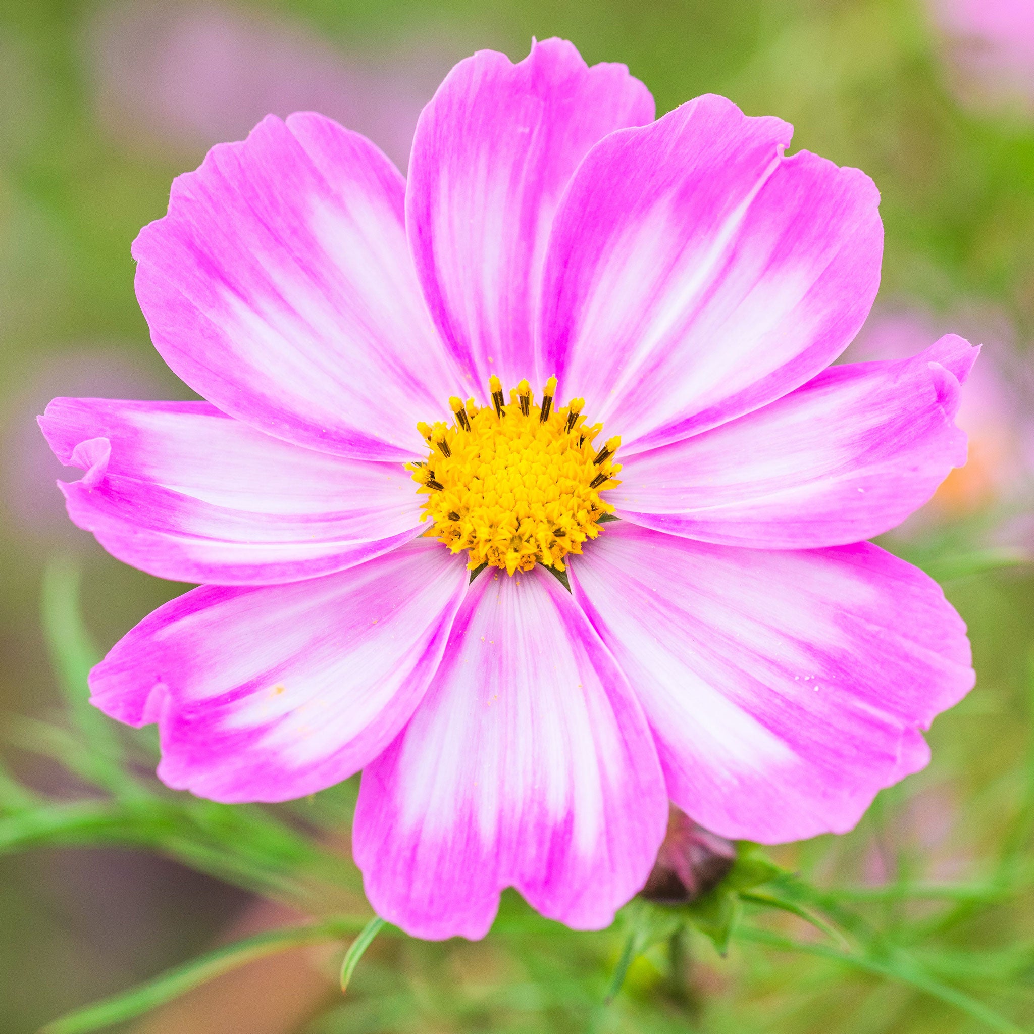 Cosmos Seeds - Candystripe