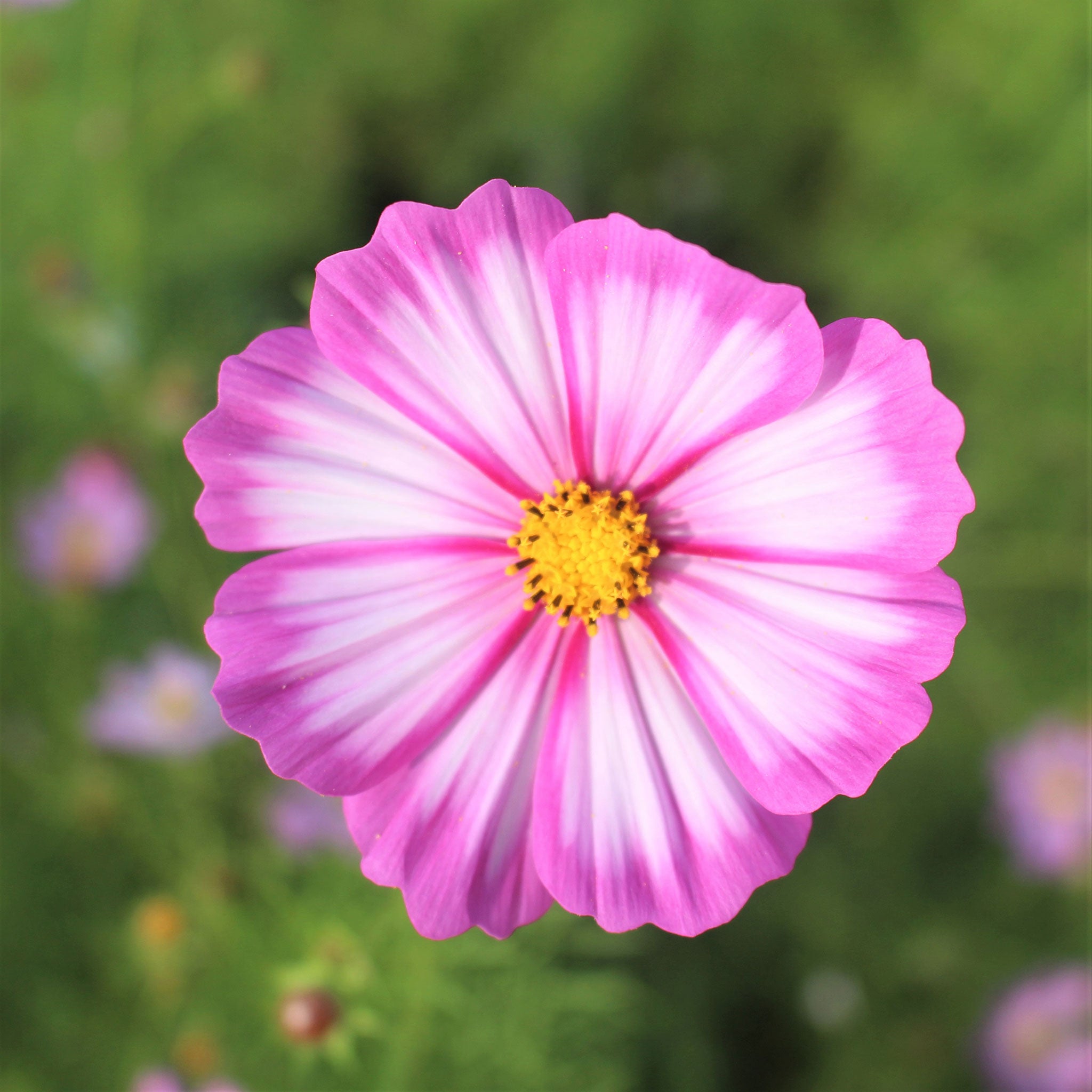 Cosmos Seeds - Candystripe
