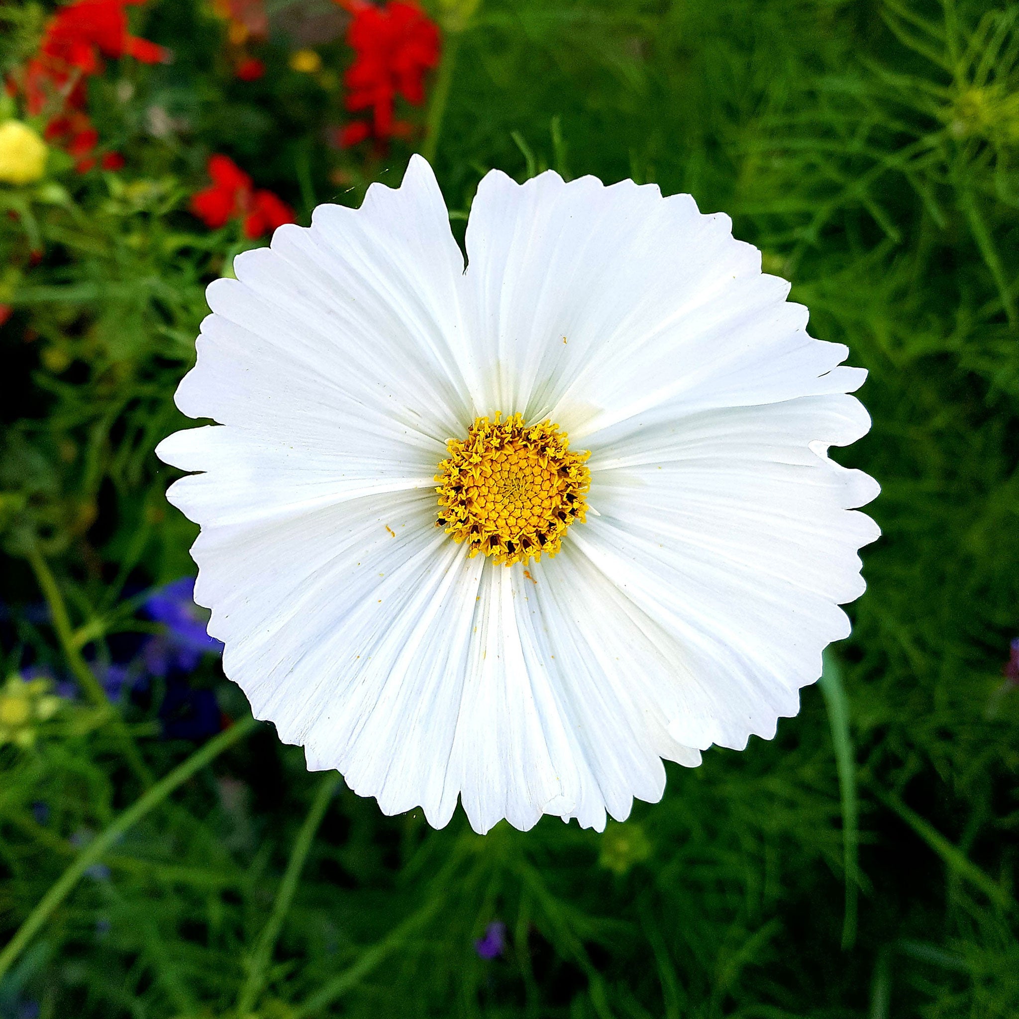 Cosmos Seeds - Cupcake White