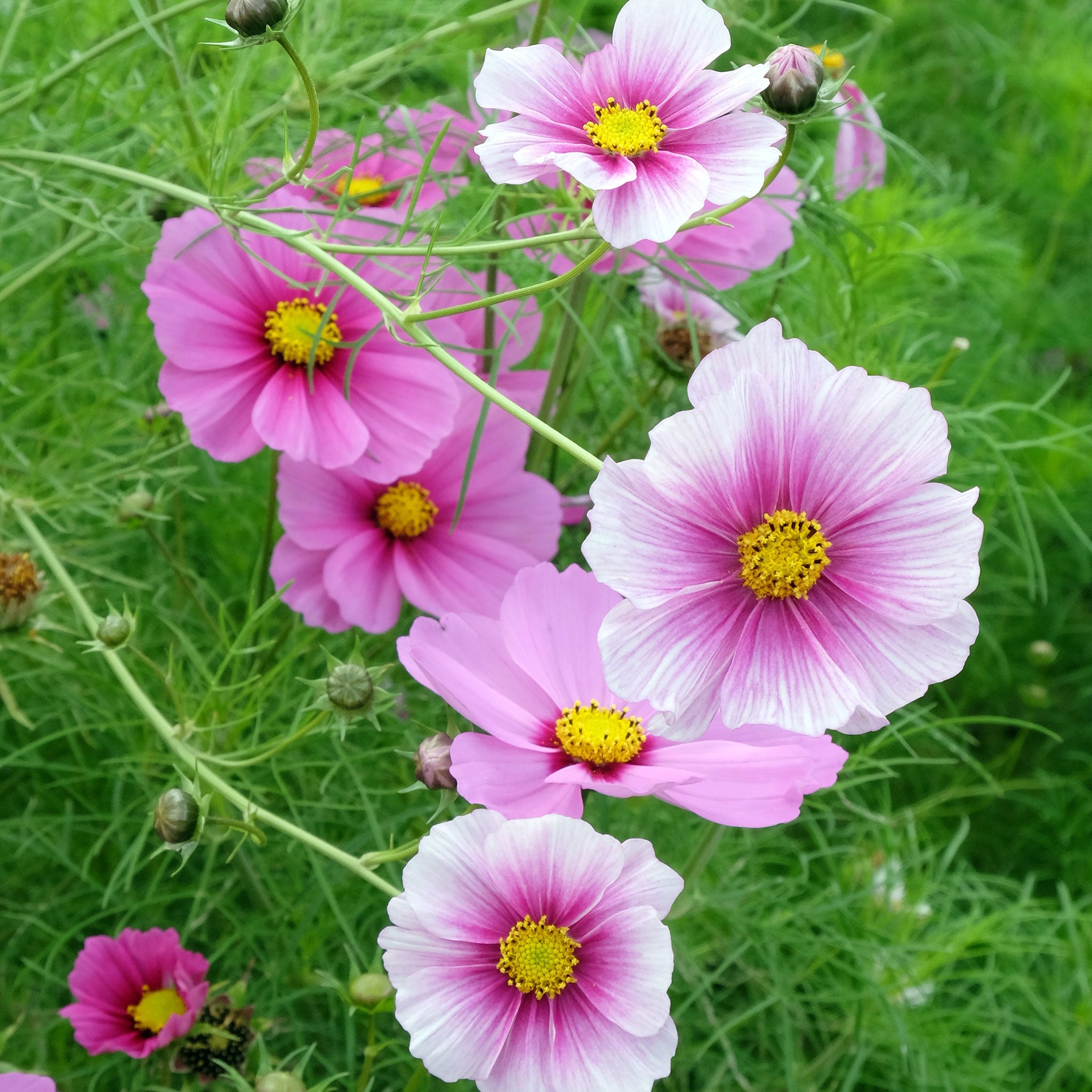 Cosmos Seeds - Daydream