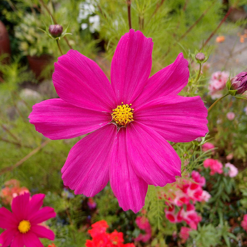 Cosmos Seeds - Dazzler