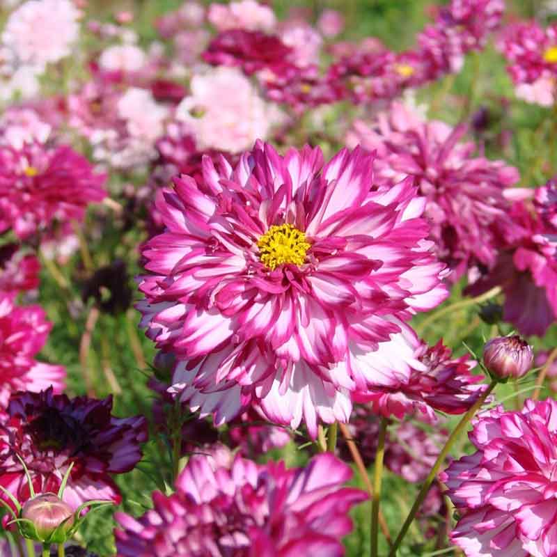 Cosmos Seeds - Double Click - Double Violet