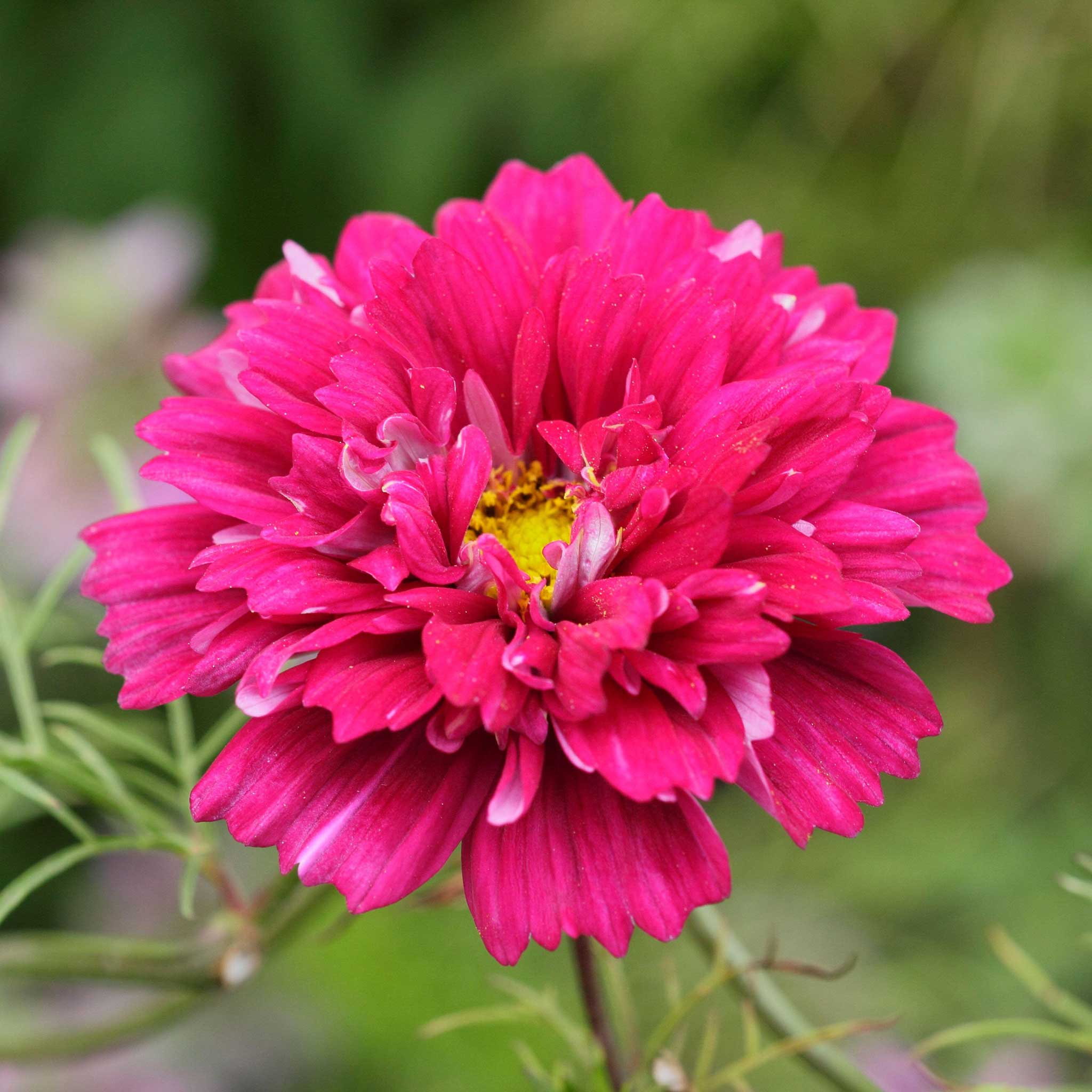 Cosmos Seeds - Double Click Cranberries
