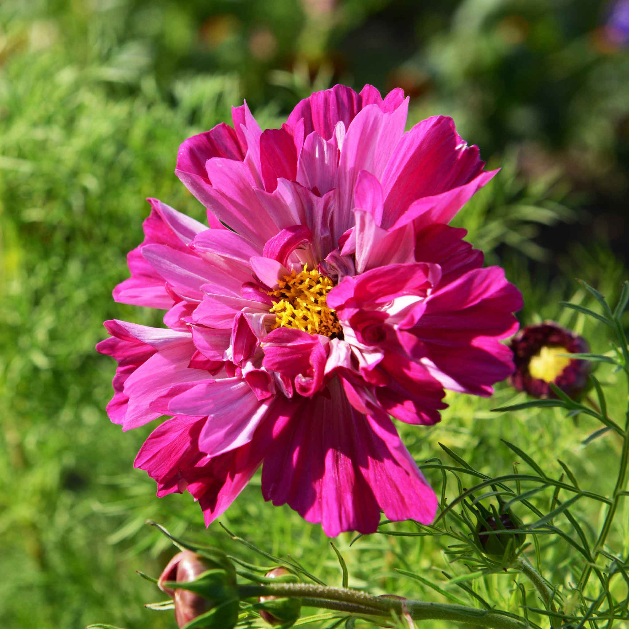 Cosmos Seeds - Double Click Cranberries