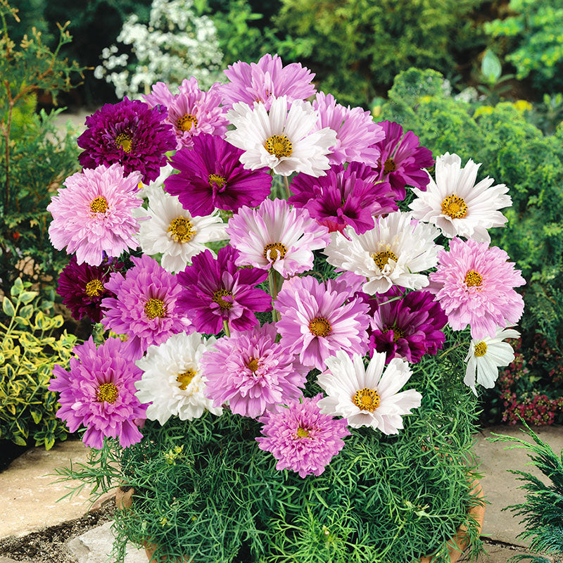 Cosmos Seeds - Double Click - Mixed