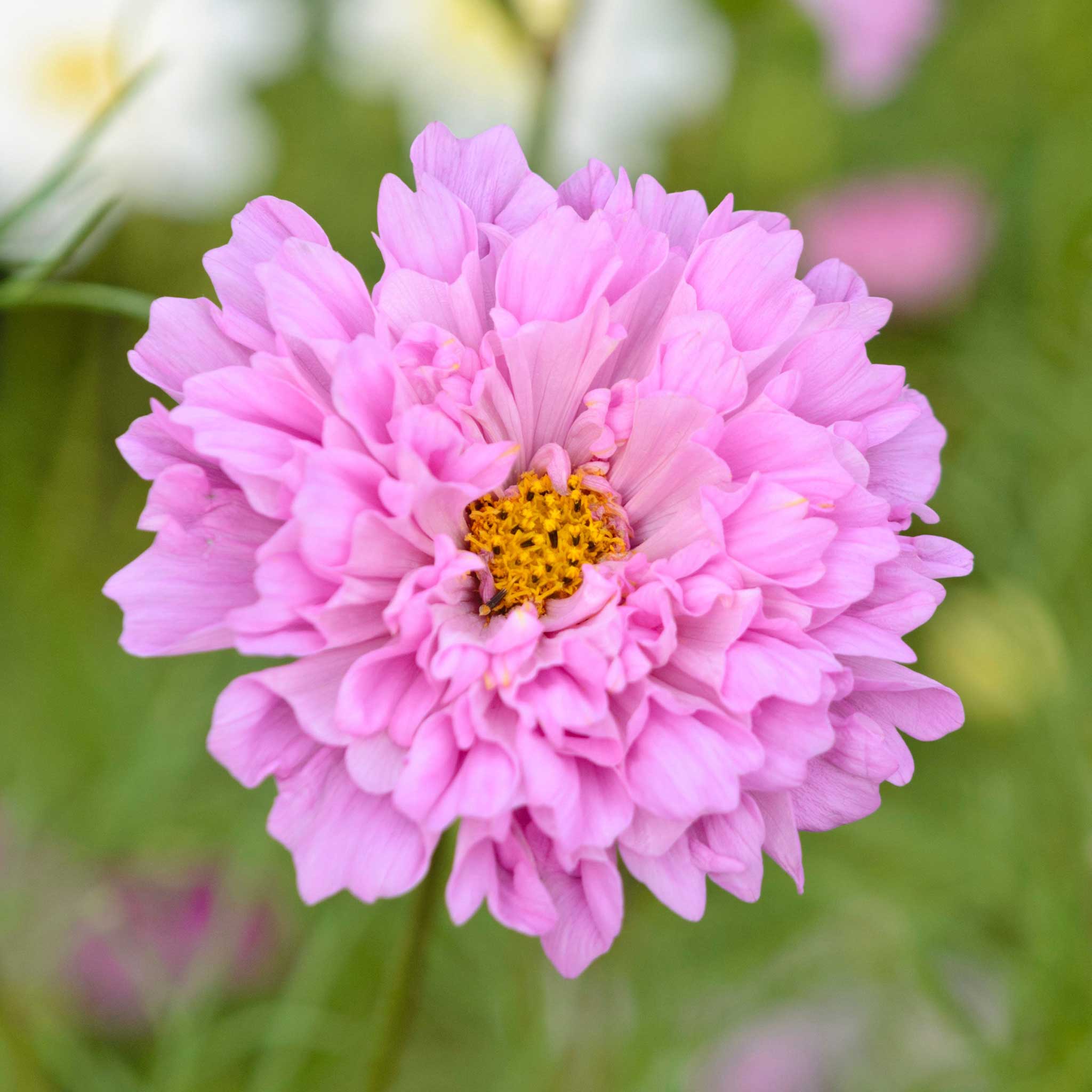 Cosmos Seeds - Double Click - Rose Bon Bon
