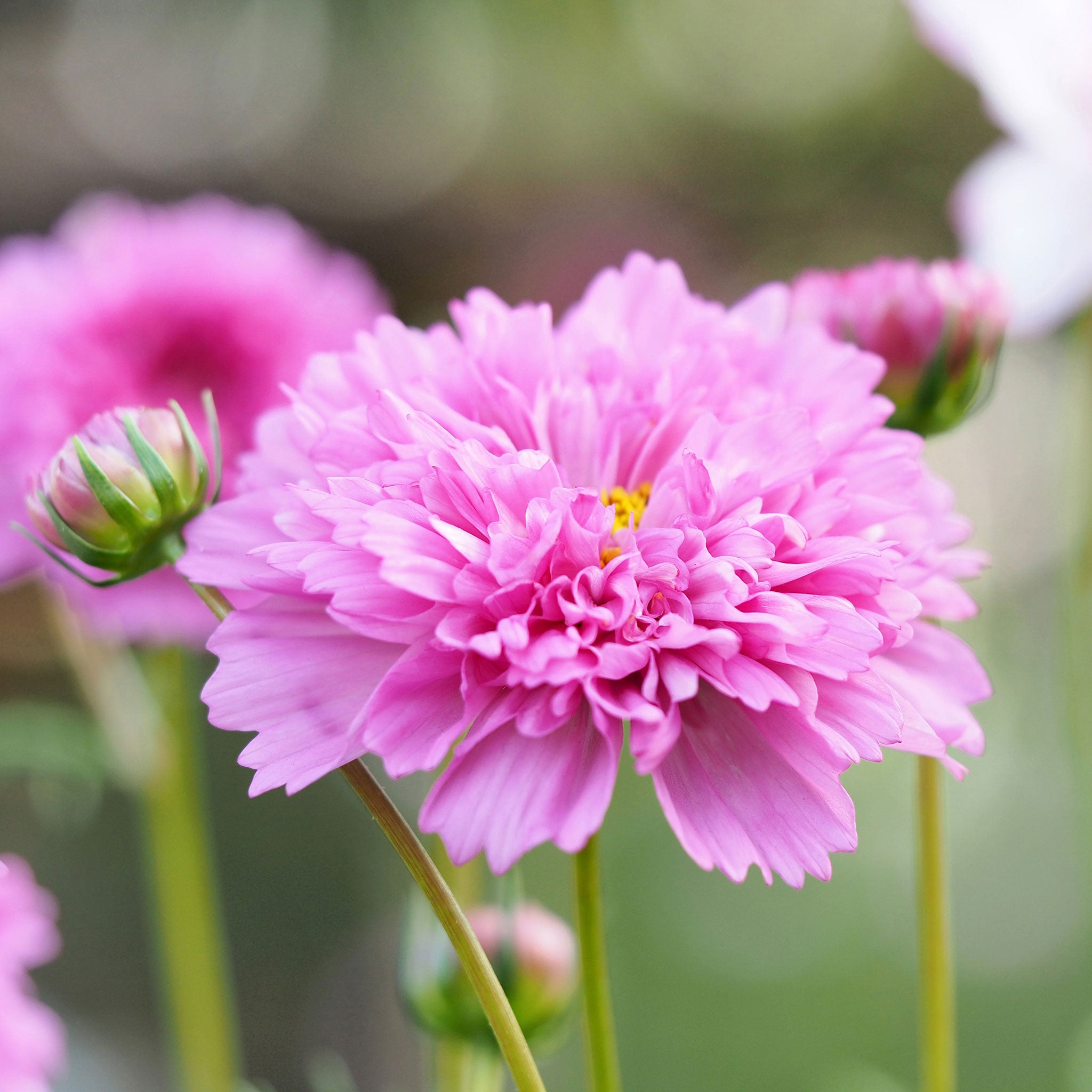 Cosmos Seeds - Double Click - Rose Bon Bon