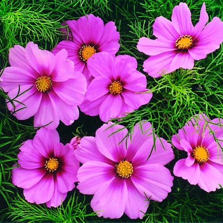 Cosmos Seeds - Rose