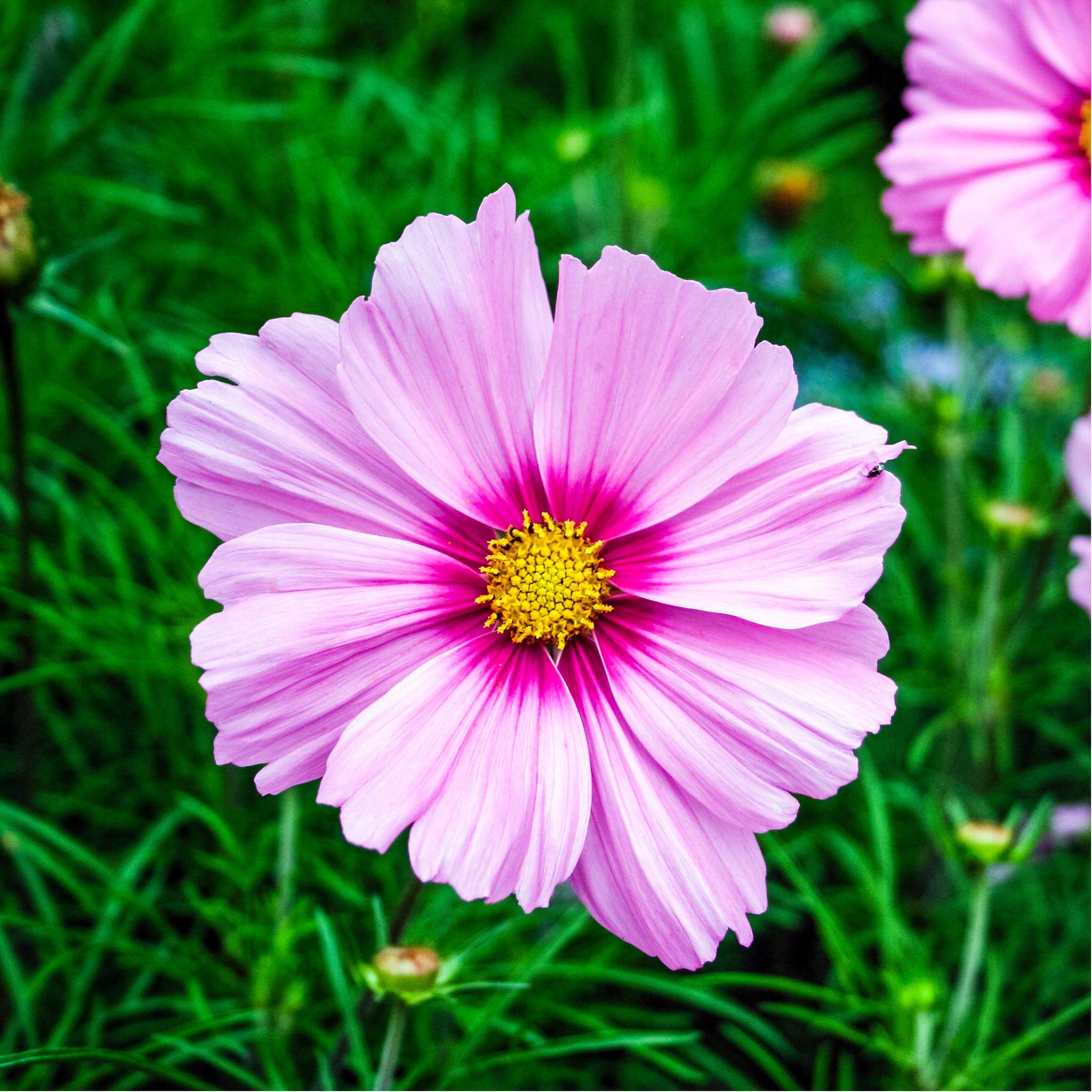 Cosmos Seeds - Gloria