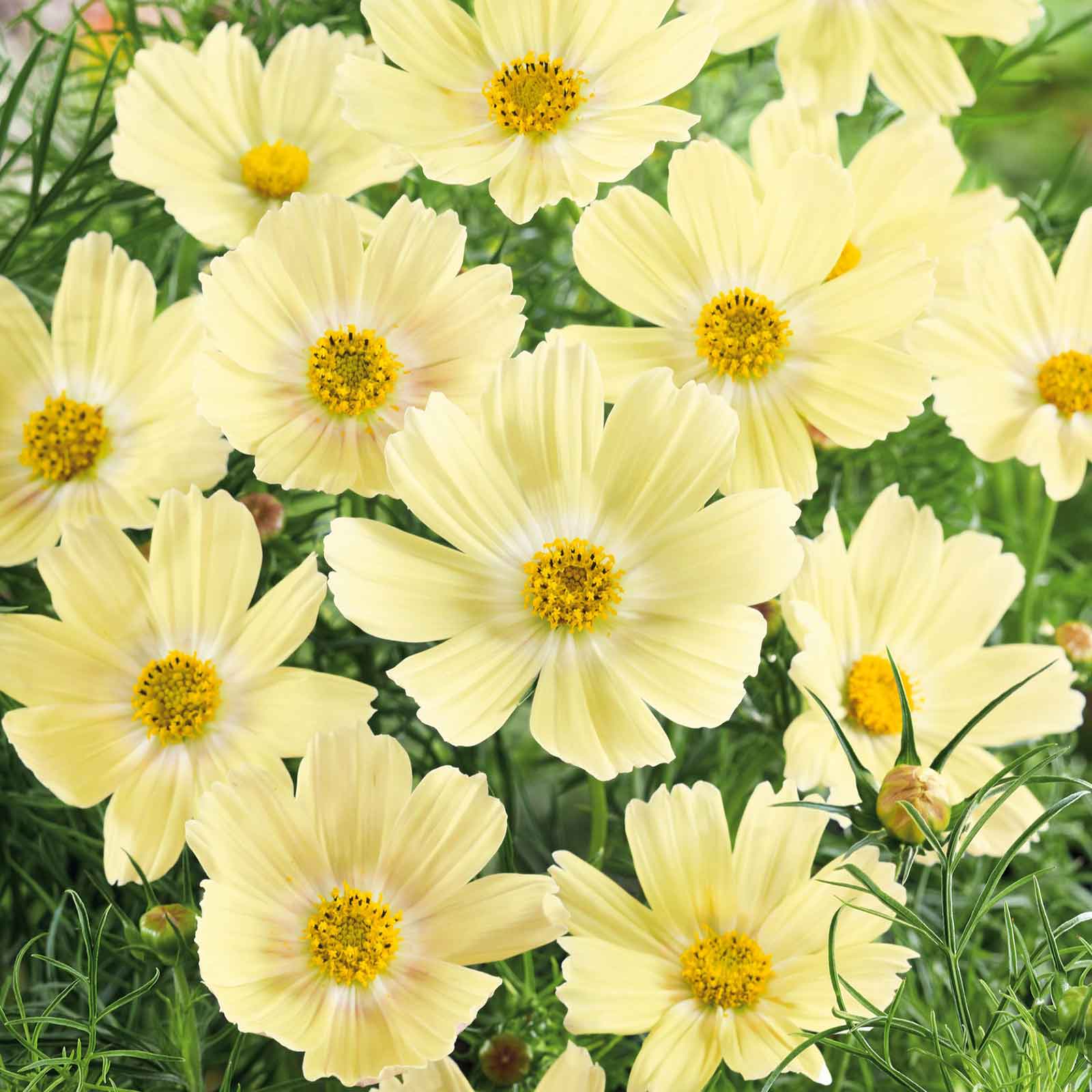 Cosmos Seeds - Lemonade