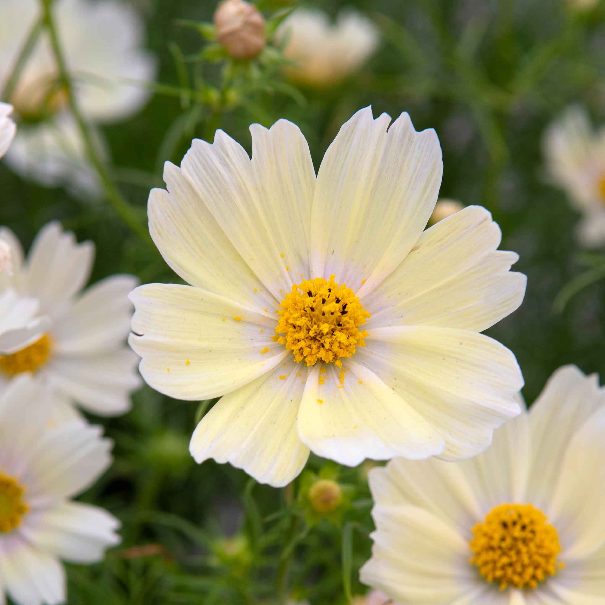 Cosmos Seeds - Lemonade