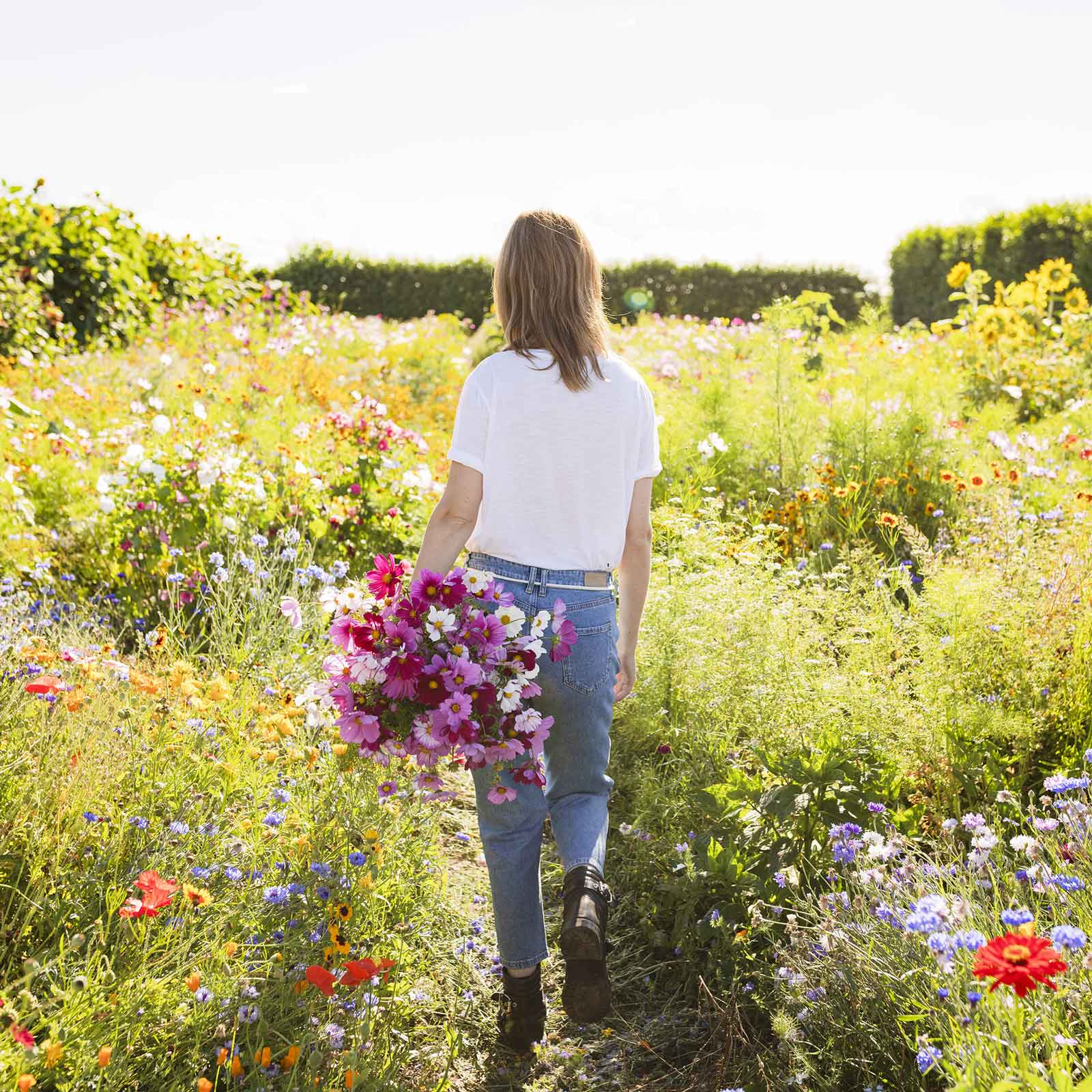 Organic Cosmos Seeds - Sensation Mix