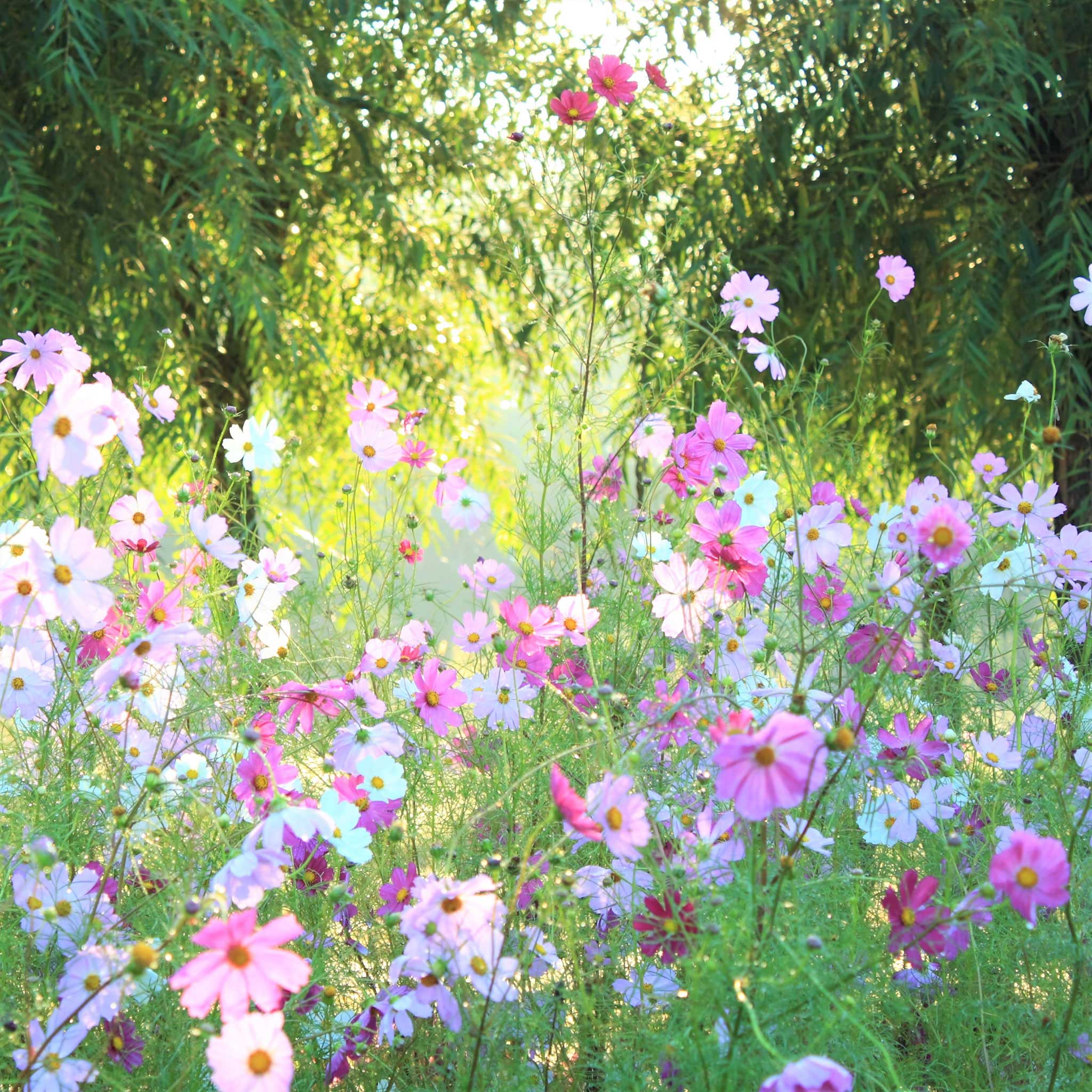 Cosmos Seeds - Pastel Mix