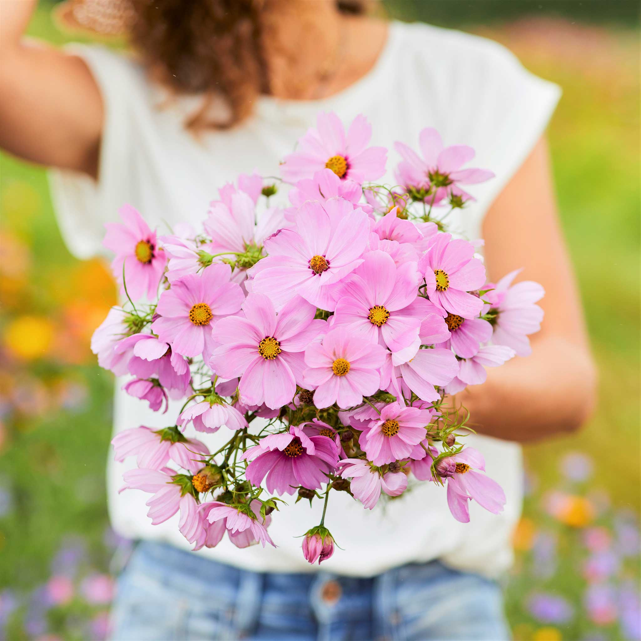 Cosmos Seeds - Pinkie