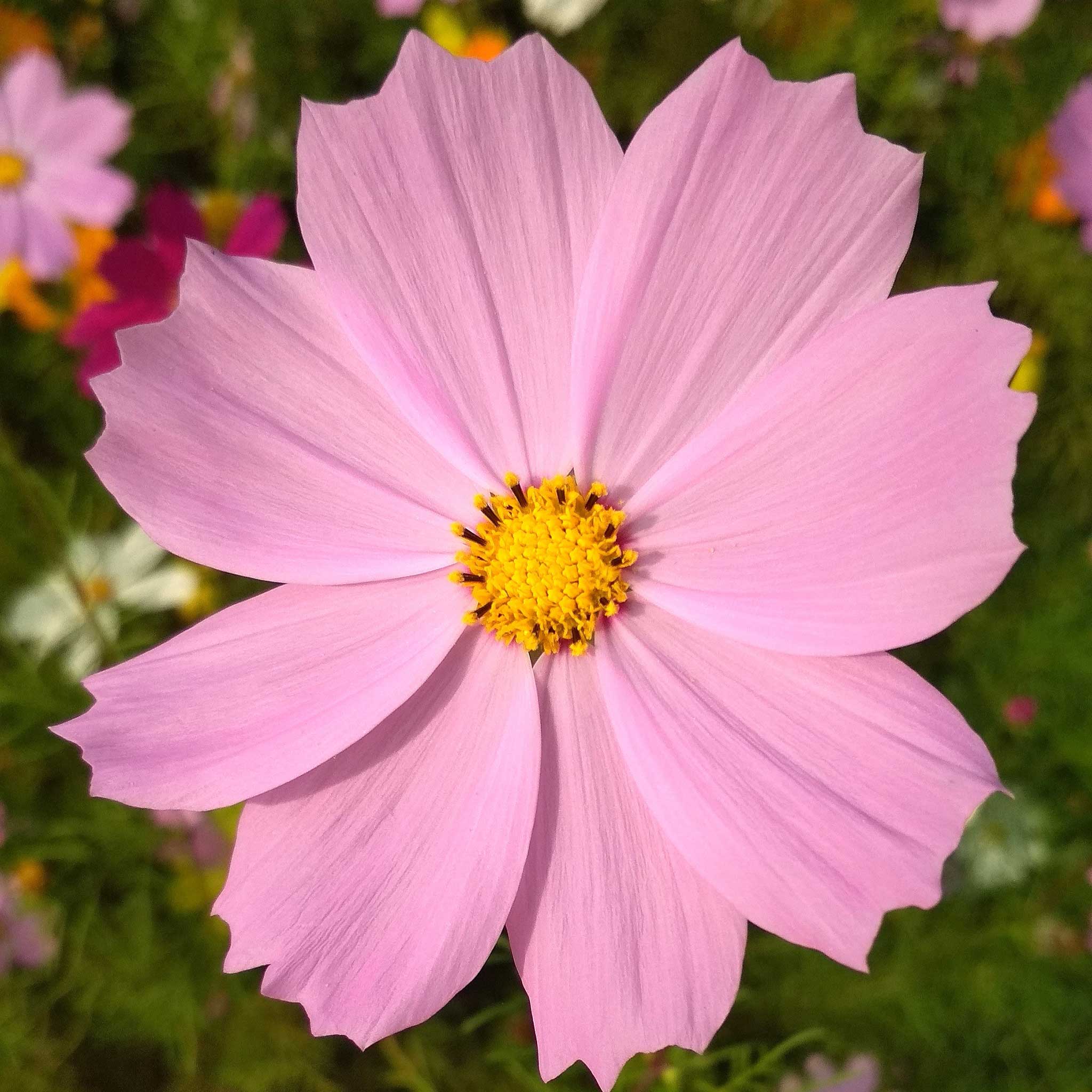 Cosmos Seeds - Pinkie