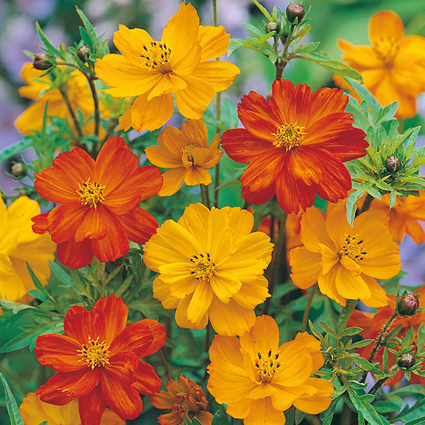 Cosmos Seeds - Polidor Mix