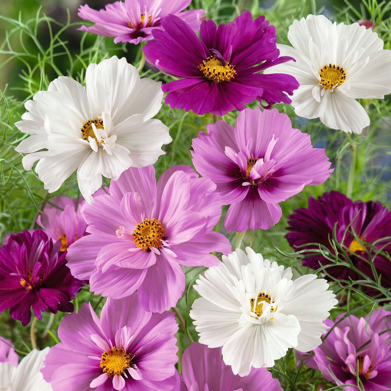Cosmos Seeds - Psyche Mix
