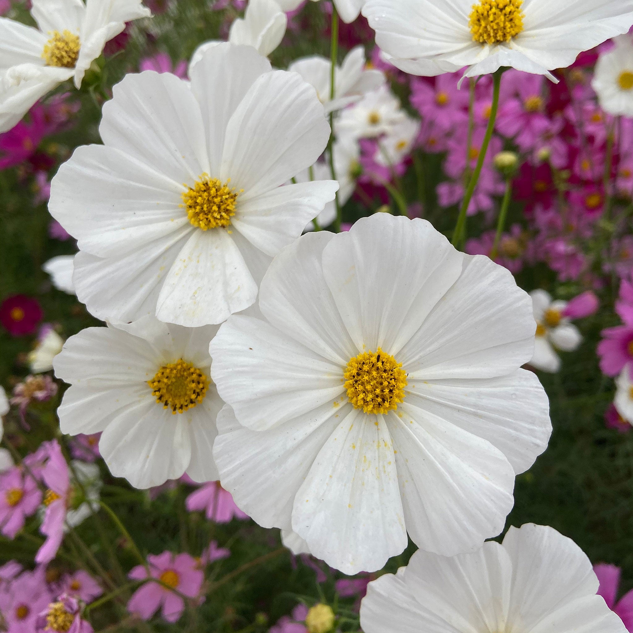 Cosmos Seeds - Purity