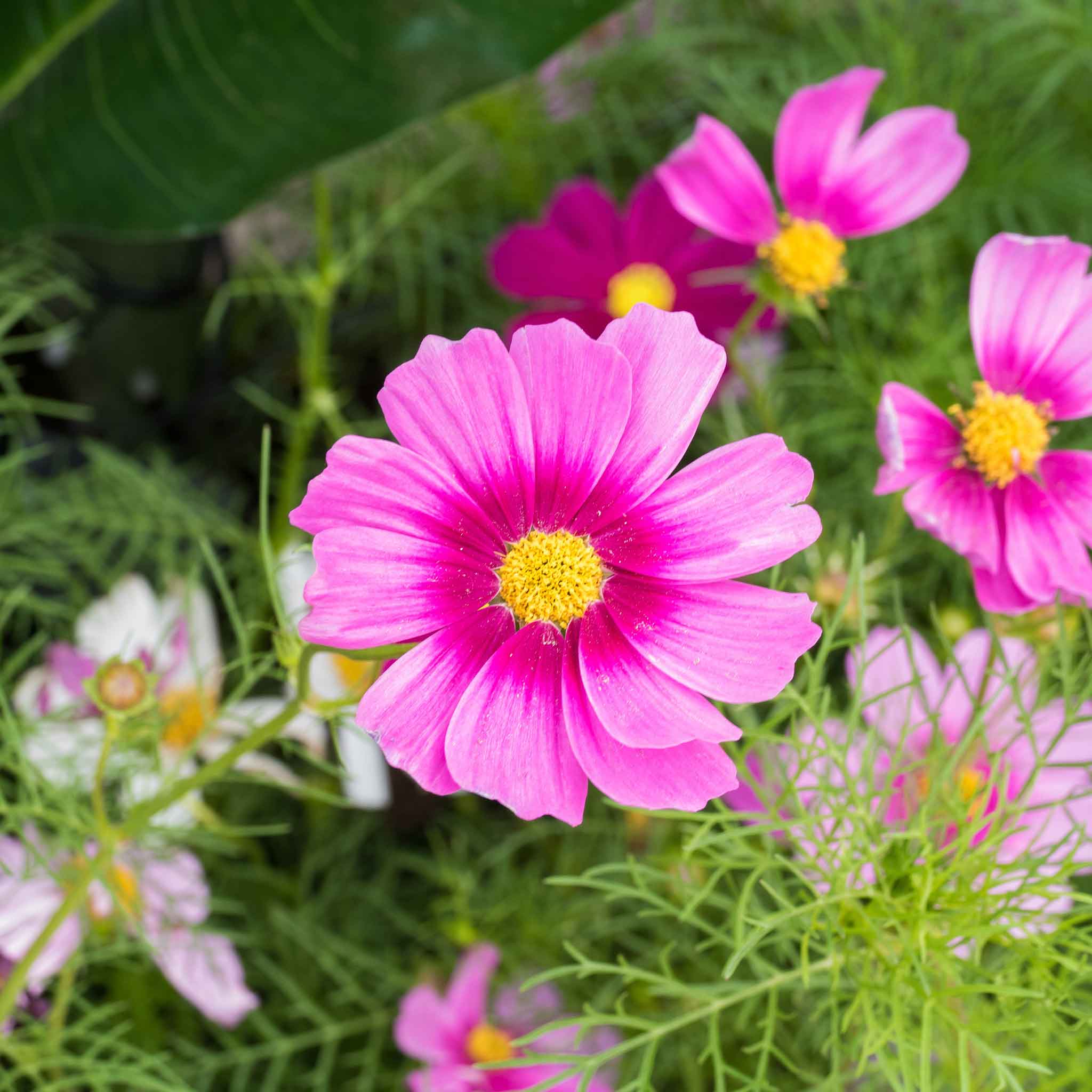 Cosmos Seeds - Radiance
