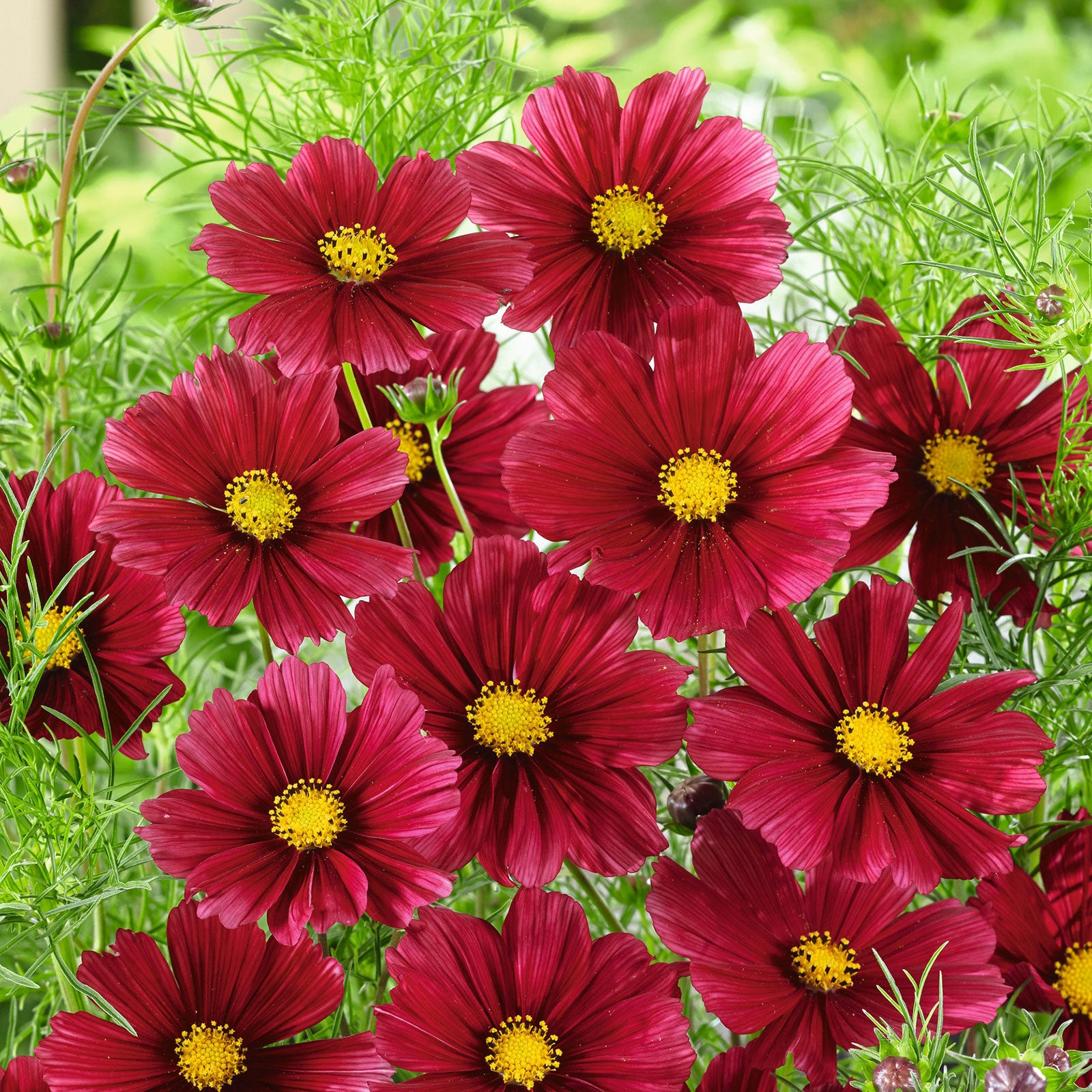 Cosmos Seeds - Rubenza