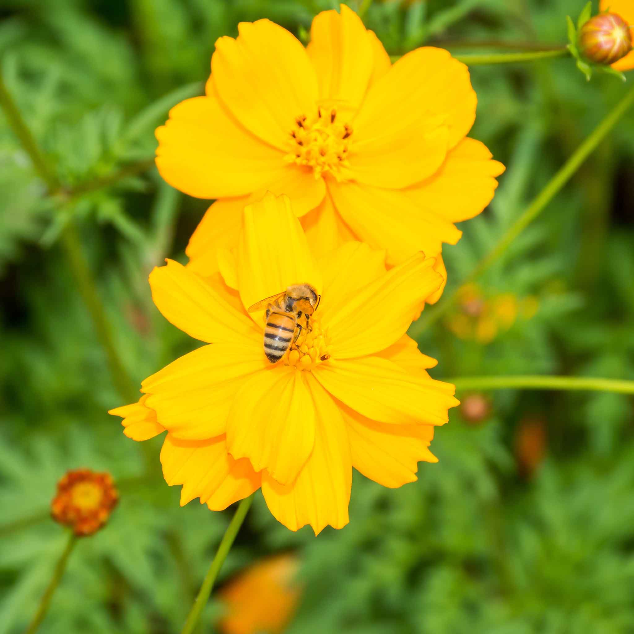 Sulphur Cosmos Seeds - Sulphur Carpet Mix