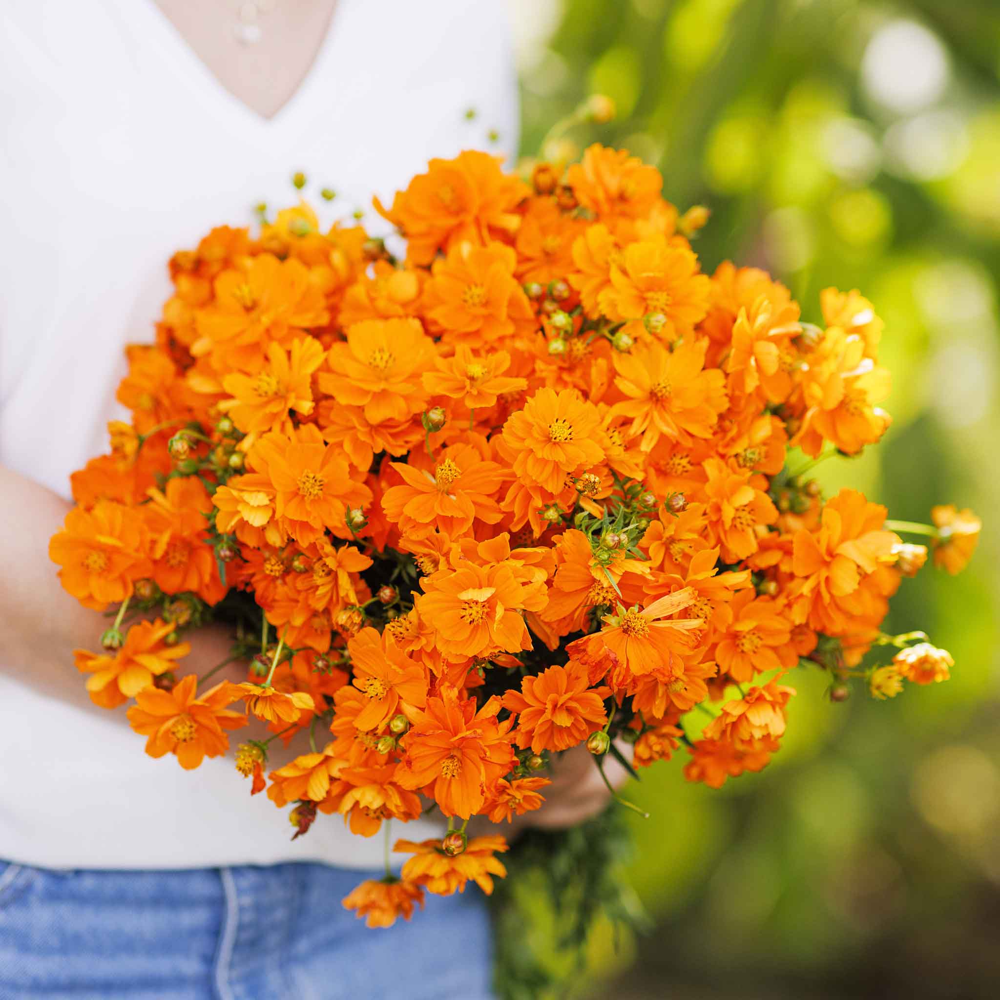 Sulphur Cosmos Seeds - Orange